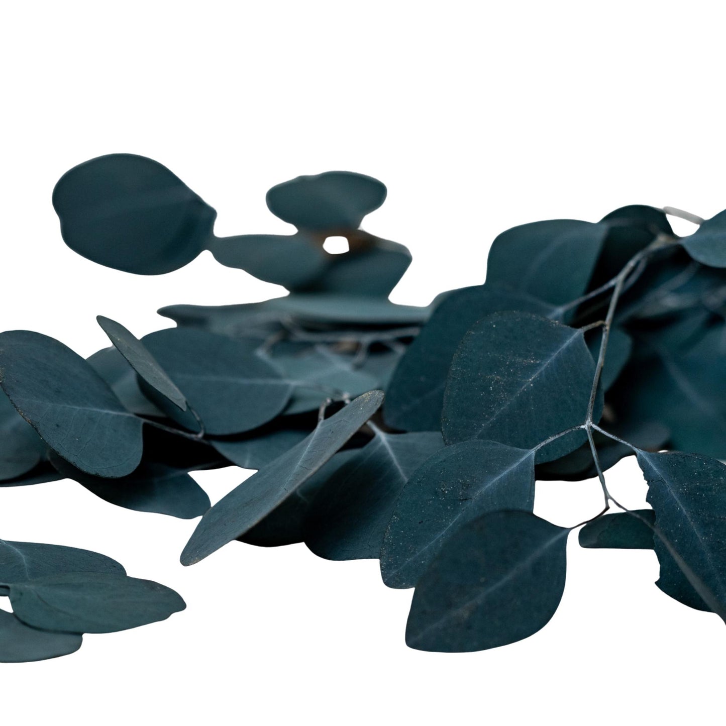Eucalipto Populus Blu — Stabilizzato