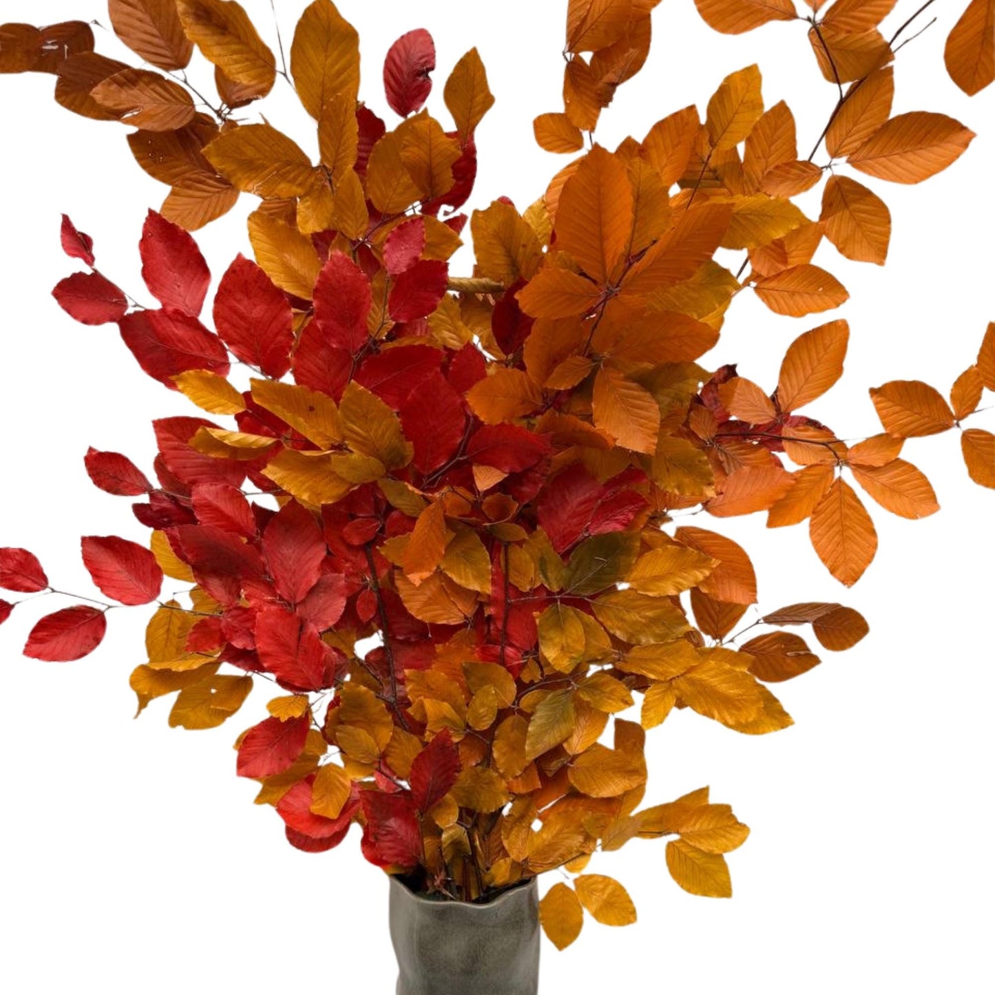 Beech Autumn — Preserved