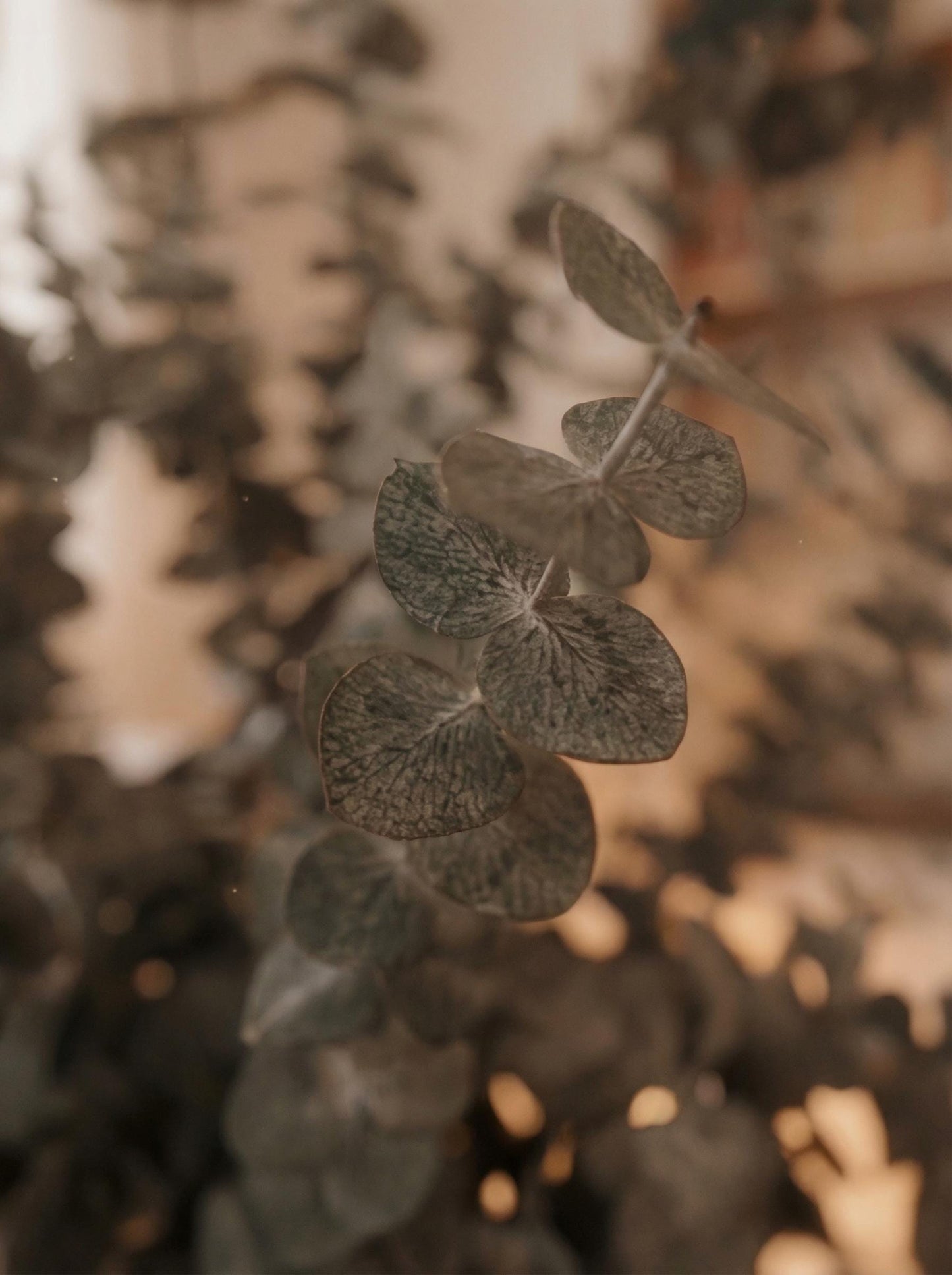 Eucalyptus Baby Blue — Preserved