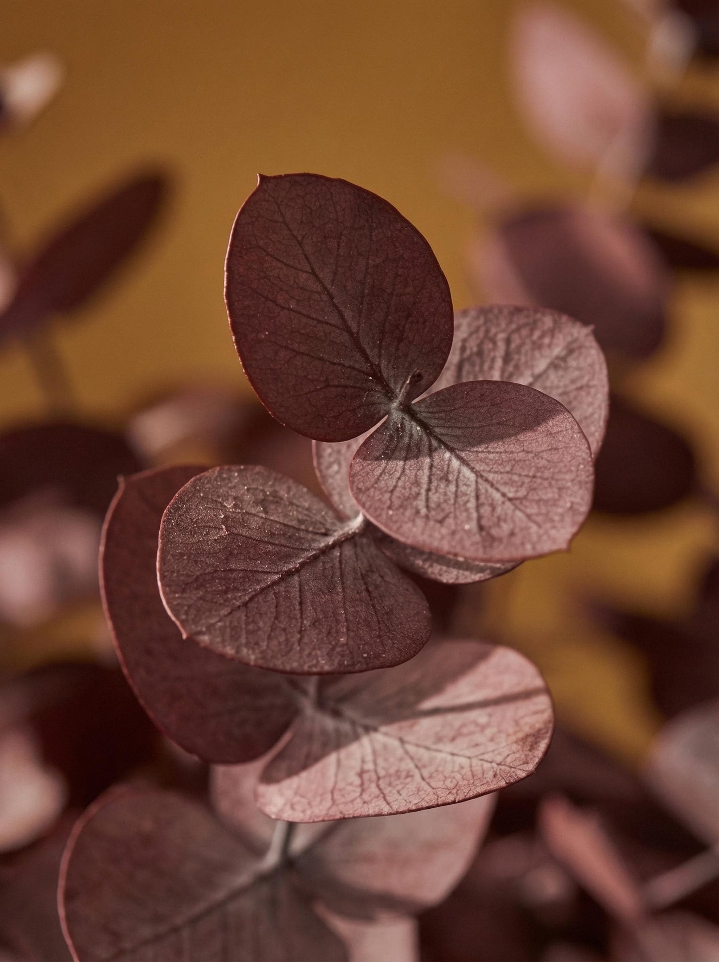 Stuartiana Eucalyptus Bordeaux — Preserved