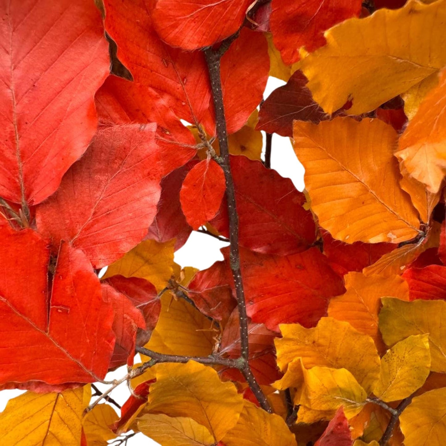 Beech Autumn — Preserved