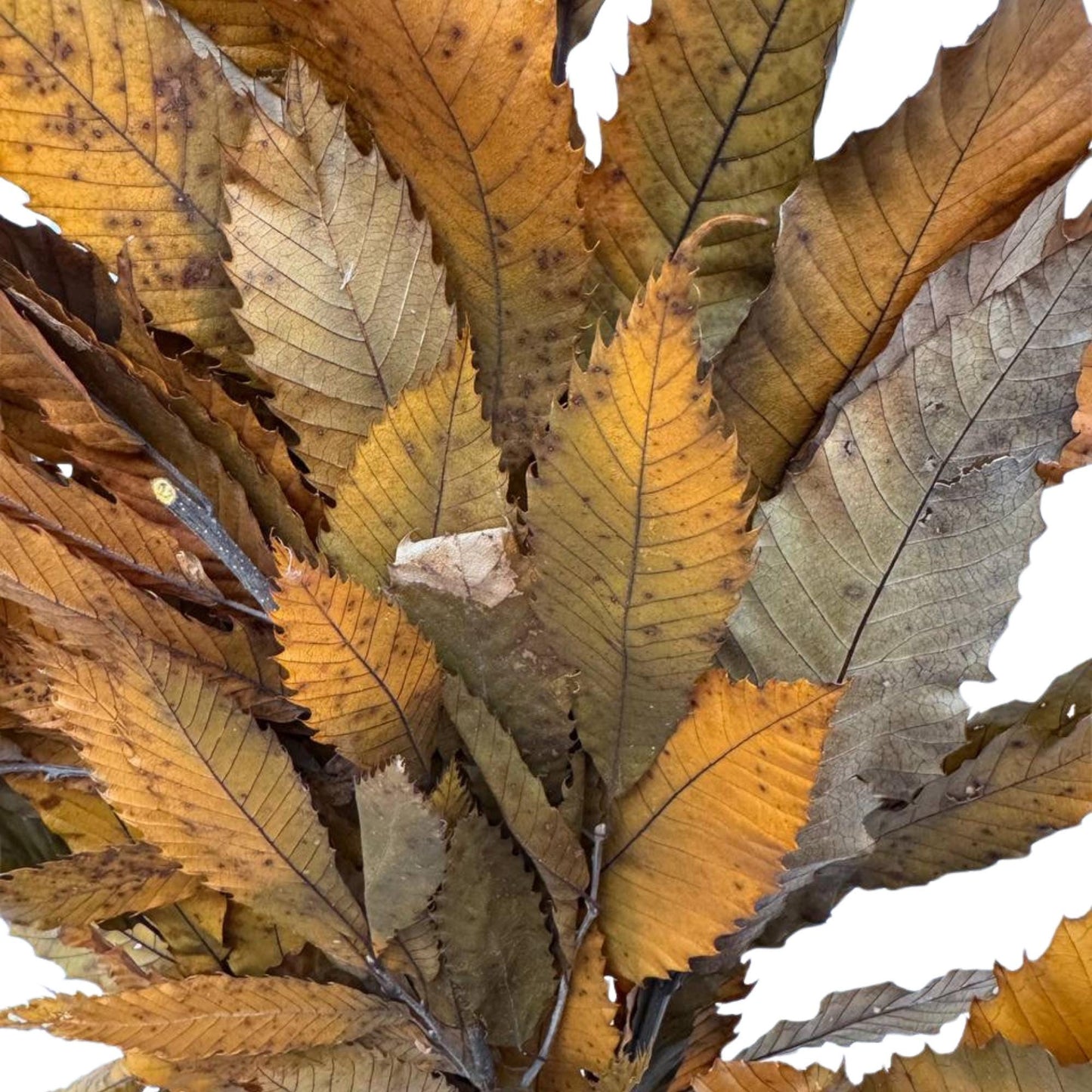 Yellow Chestnut — Stabilized