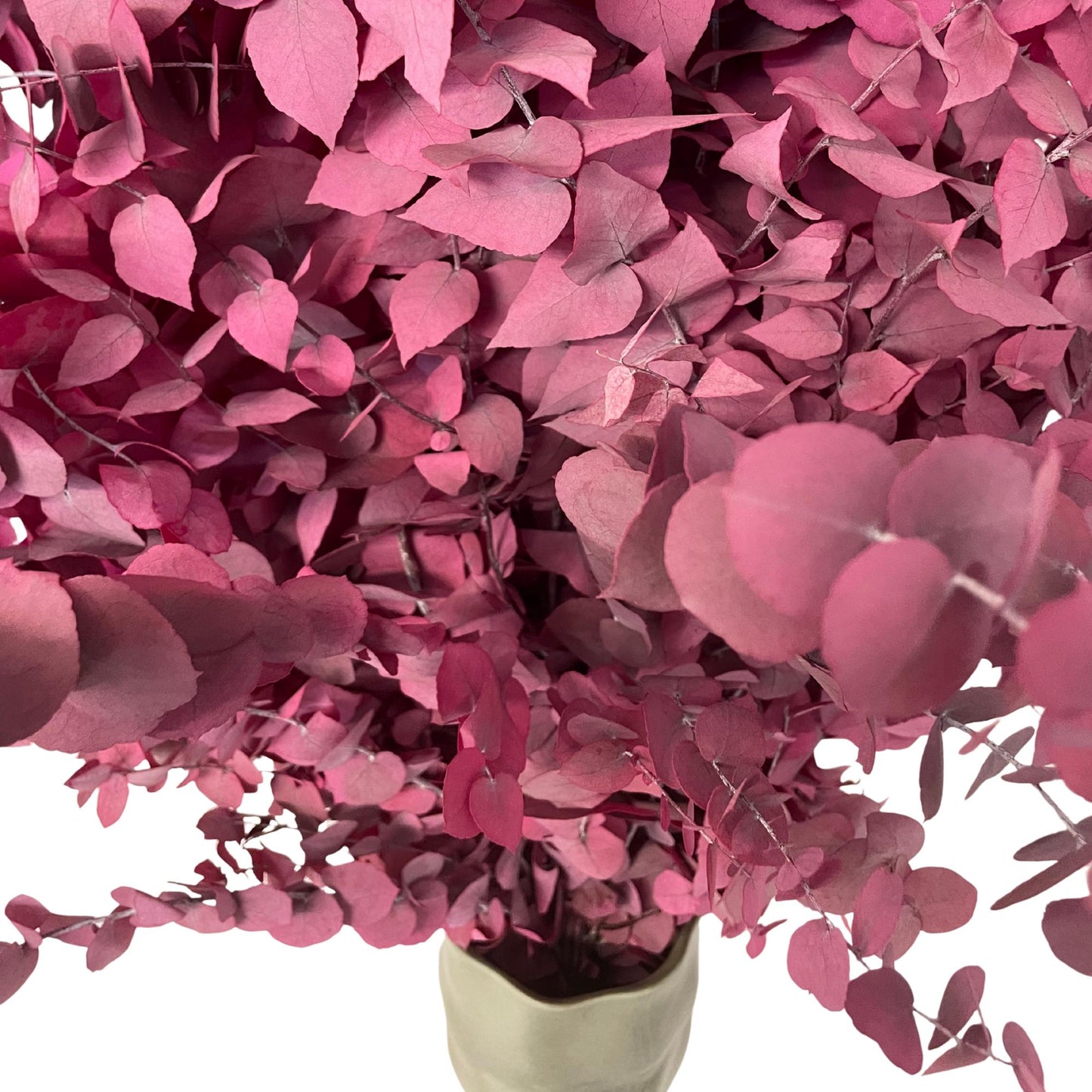 Stuartiana Eucalyptus Lilac — Preserved
