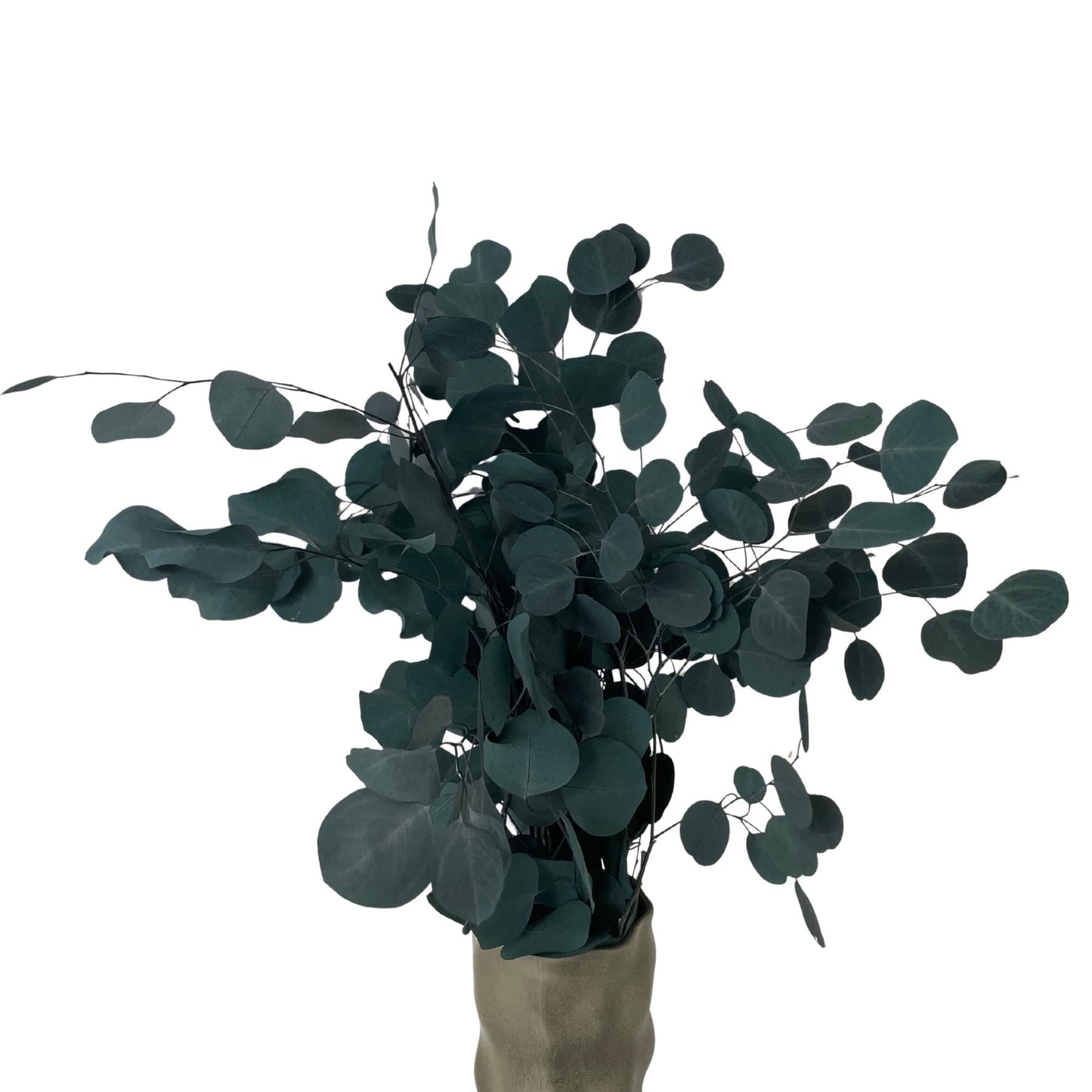 Eucalipto Populus Blu — Stabilizzato