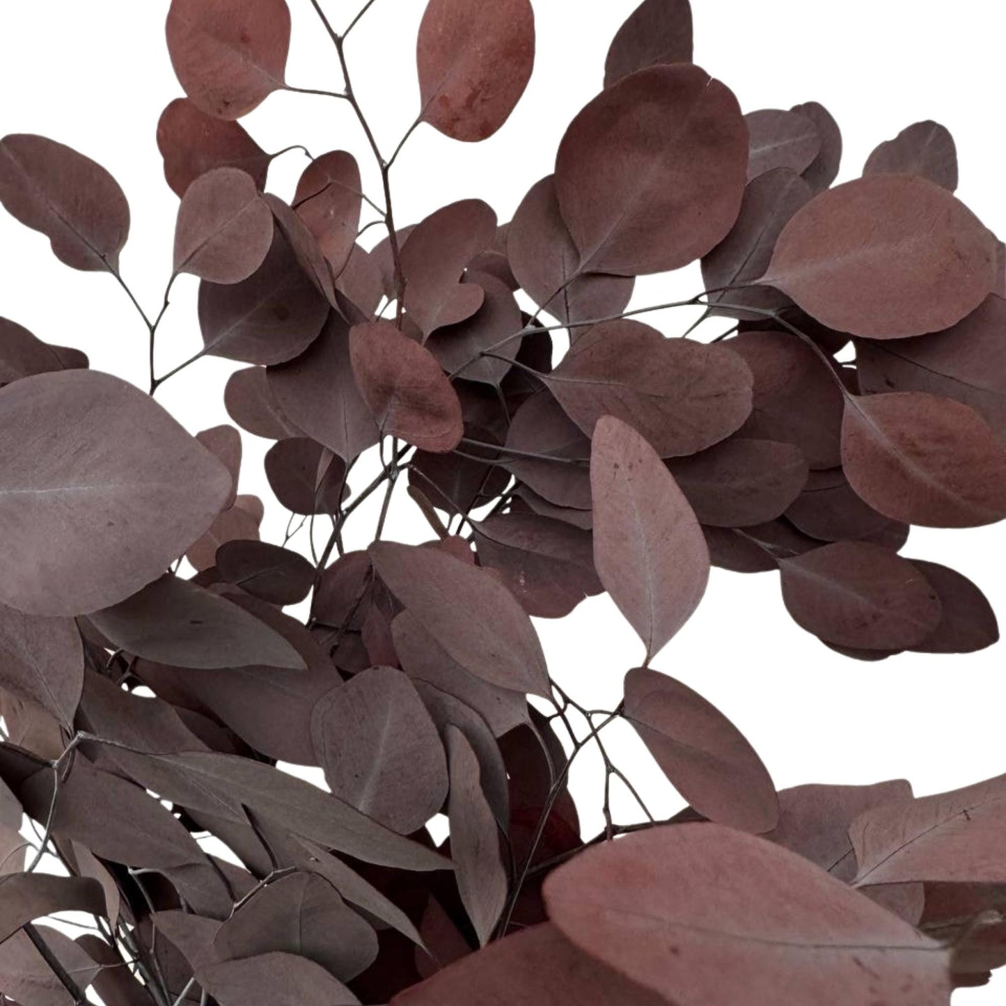Eucalyptus Populus Red — Preserved