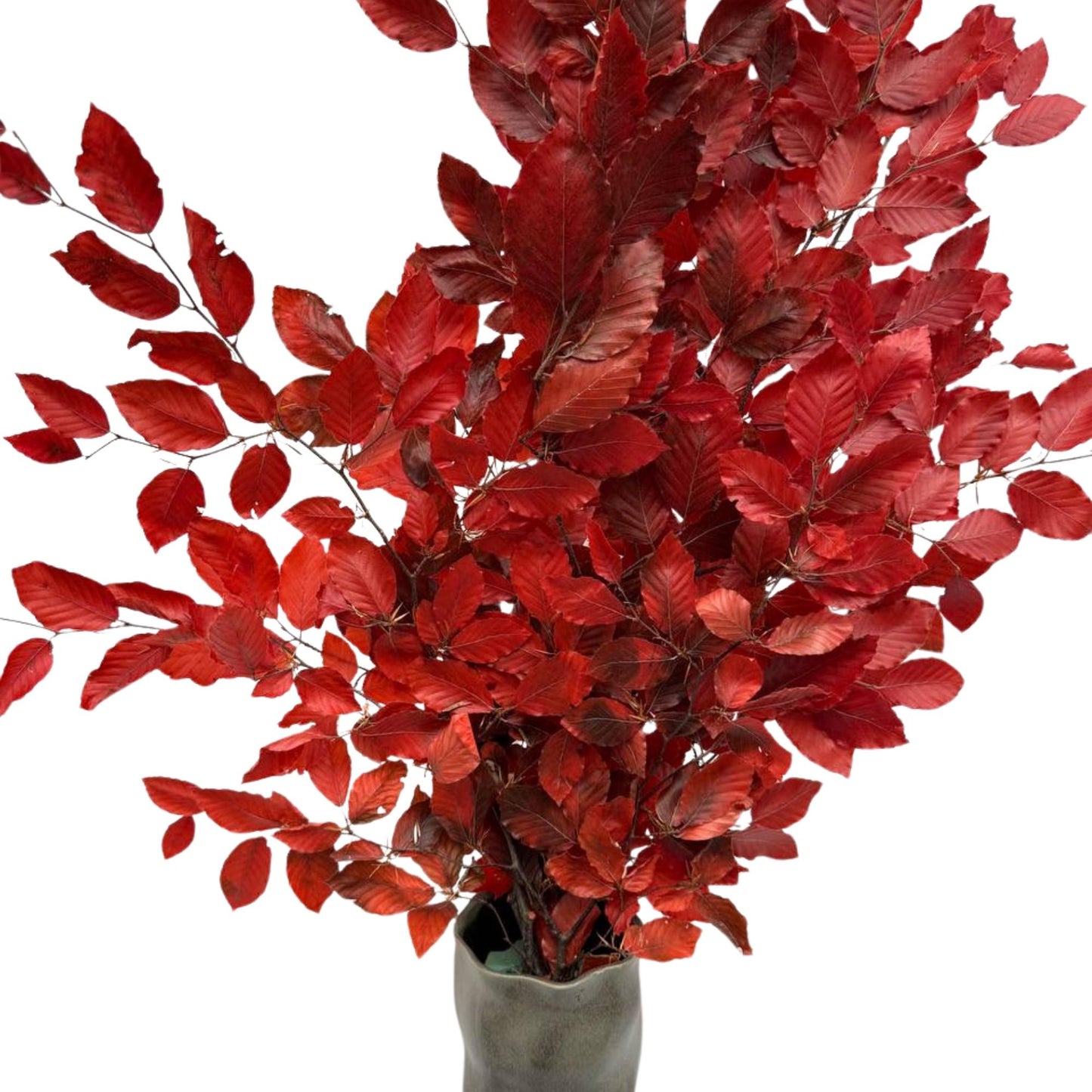 Red Beech — Stabilized