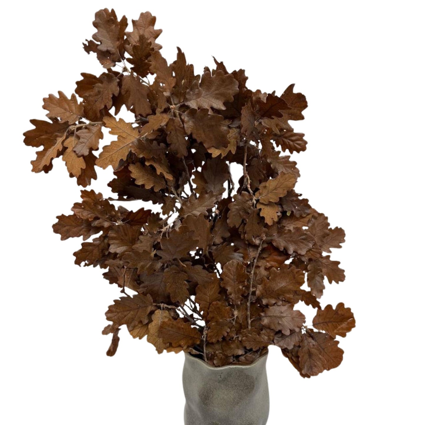 Brown Oak — Stabilized
