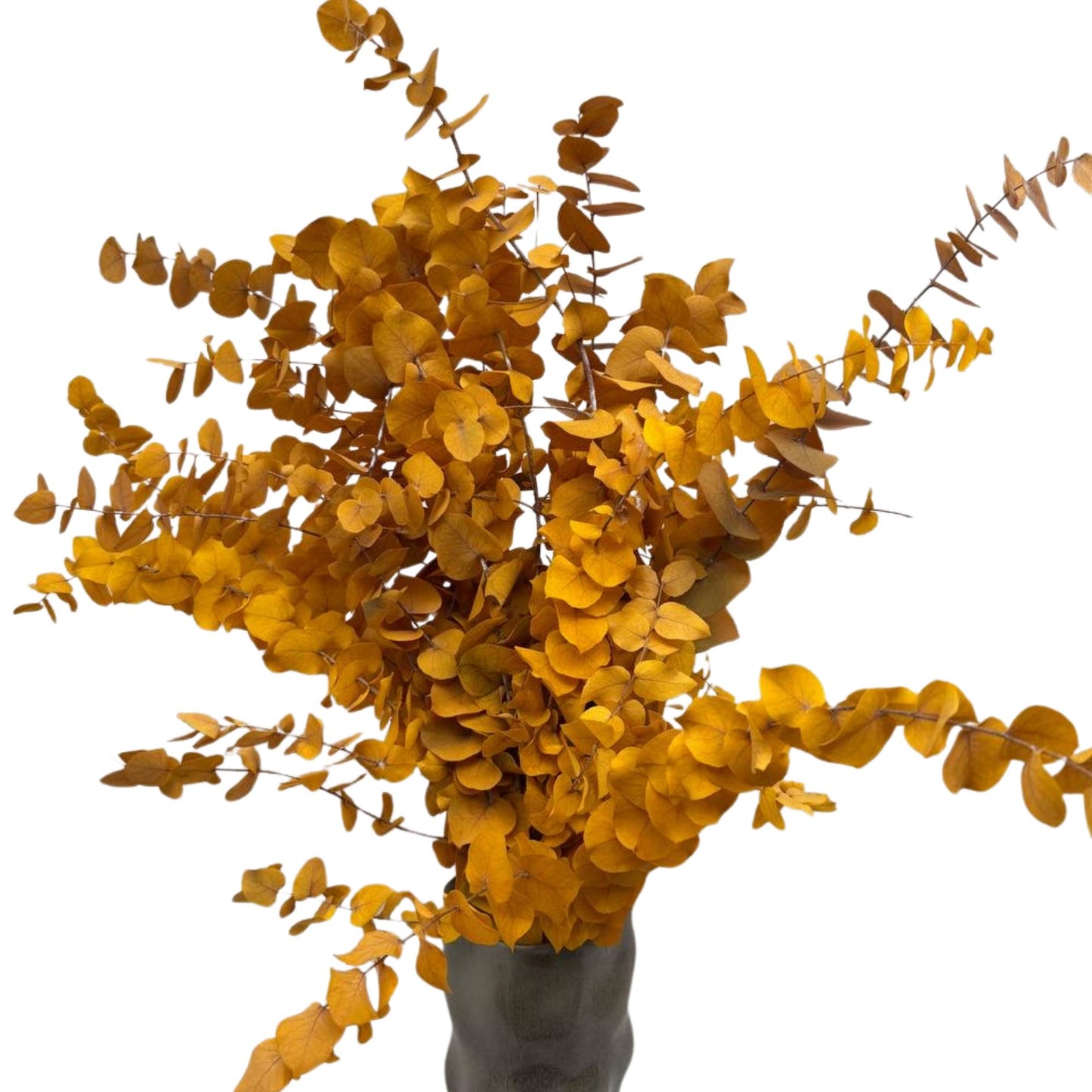Yellow Stuartiana Eucalyptus — Preserved
