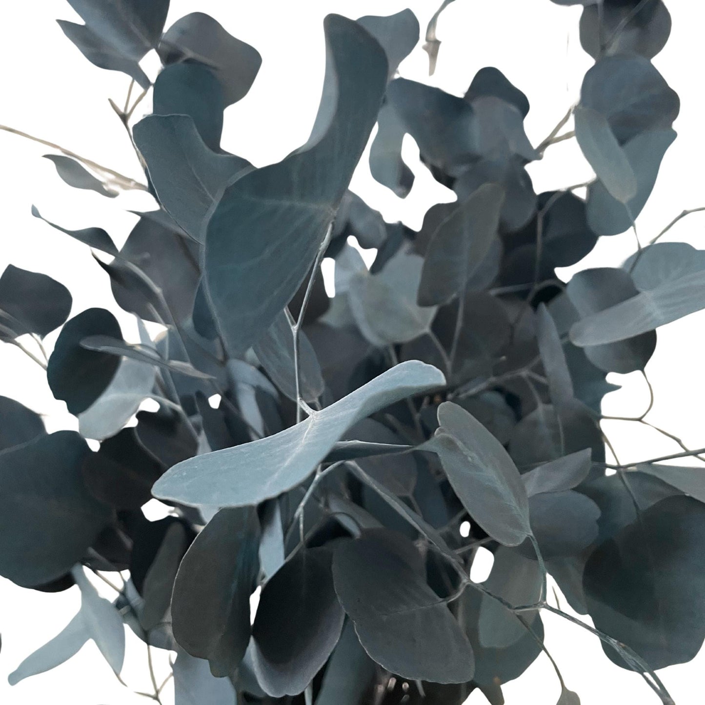 Eucalipto Populus Blu — Stabilizzato