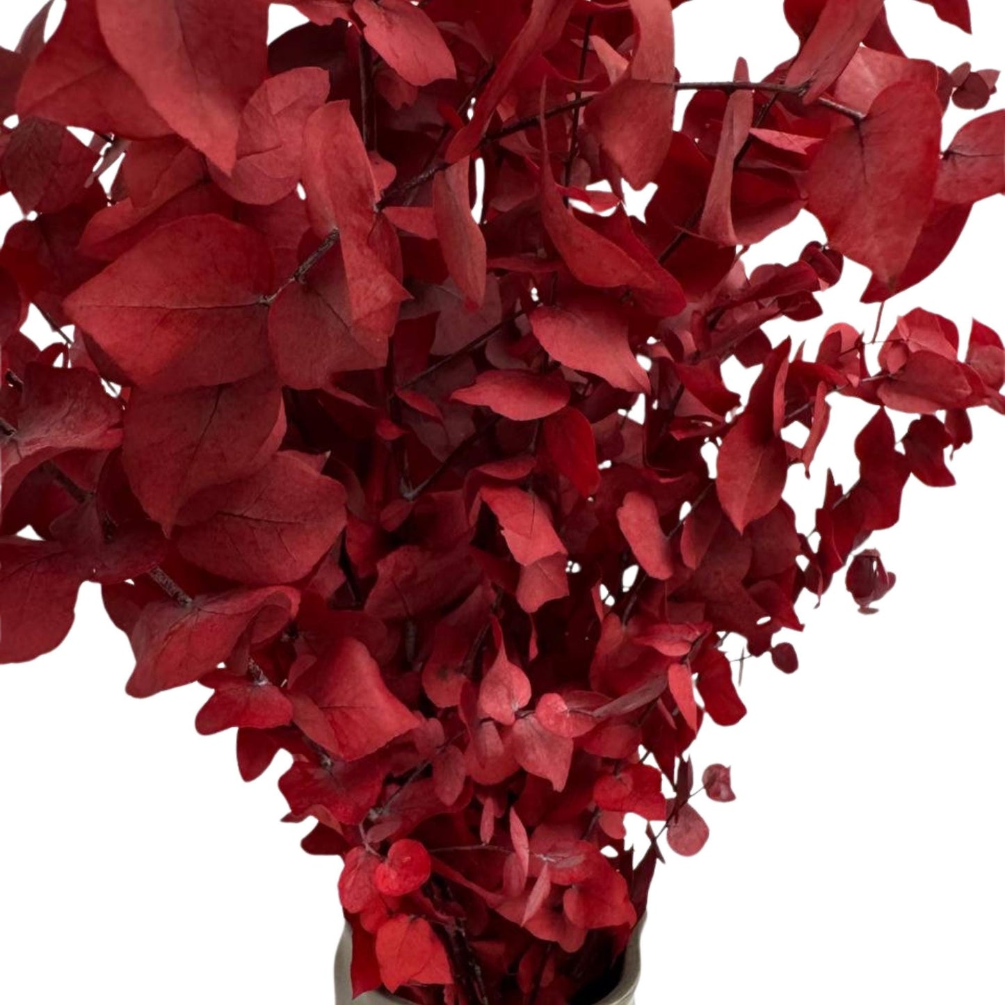 Red Stuartiana Eucalyptus — Preserved