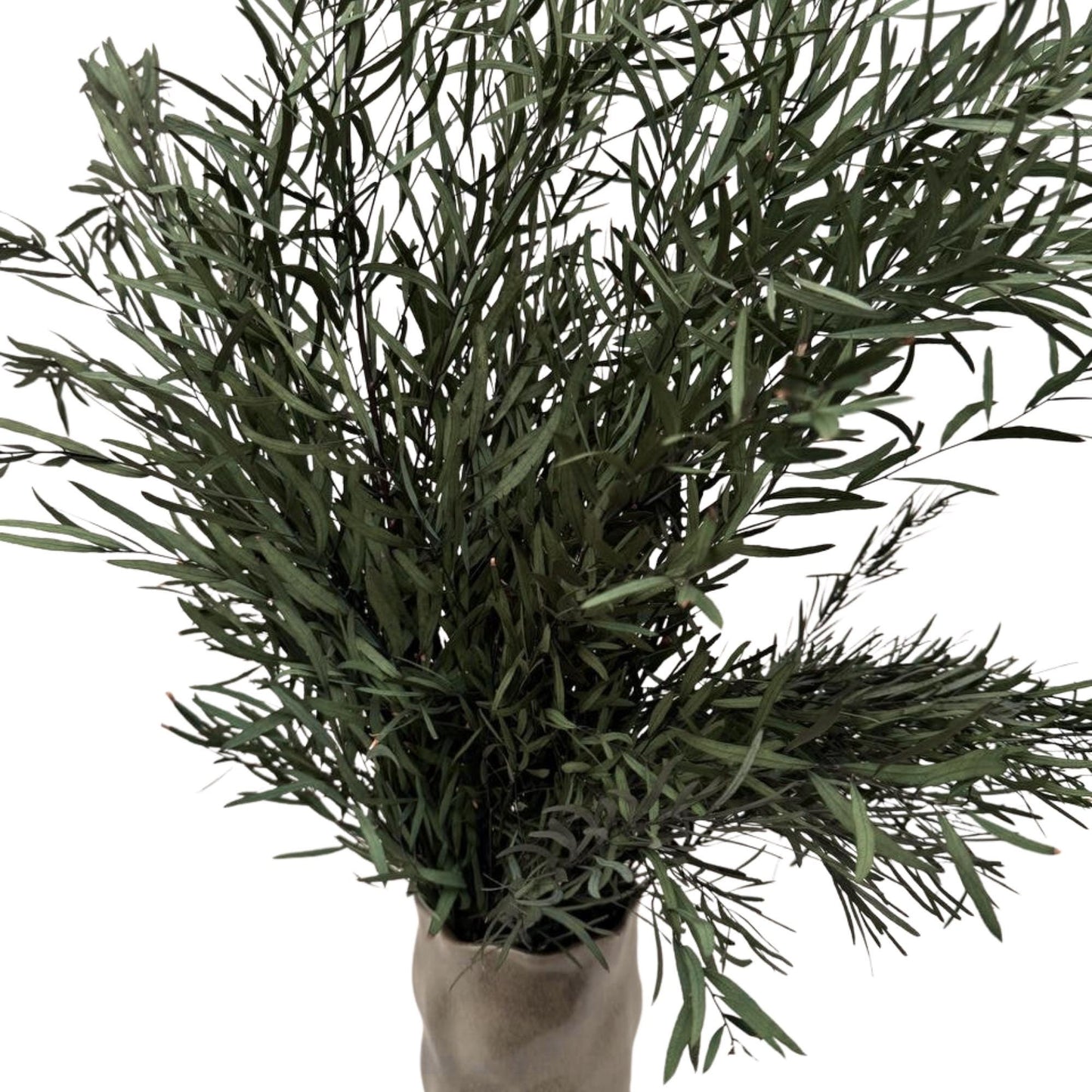 Eucalyptus Nicholii Green — Preserved