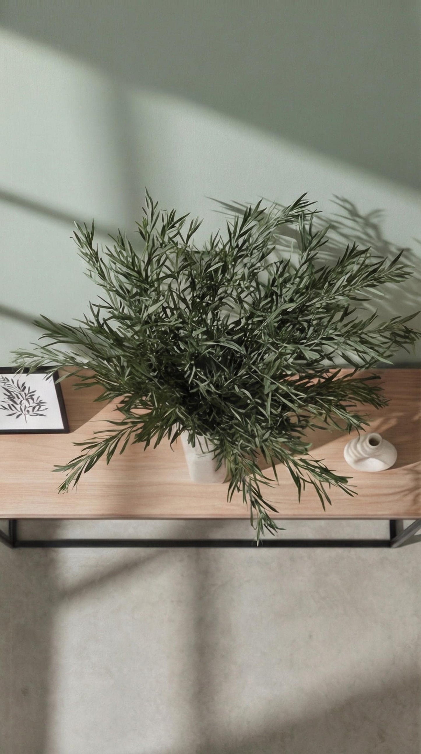 Eucalyptus Nicholii Green — Preserved