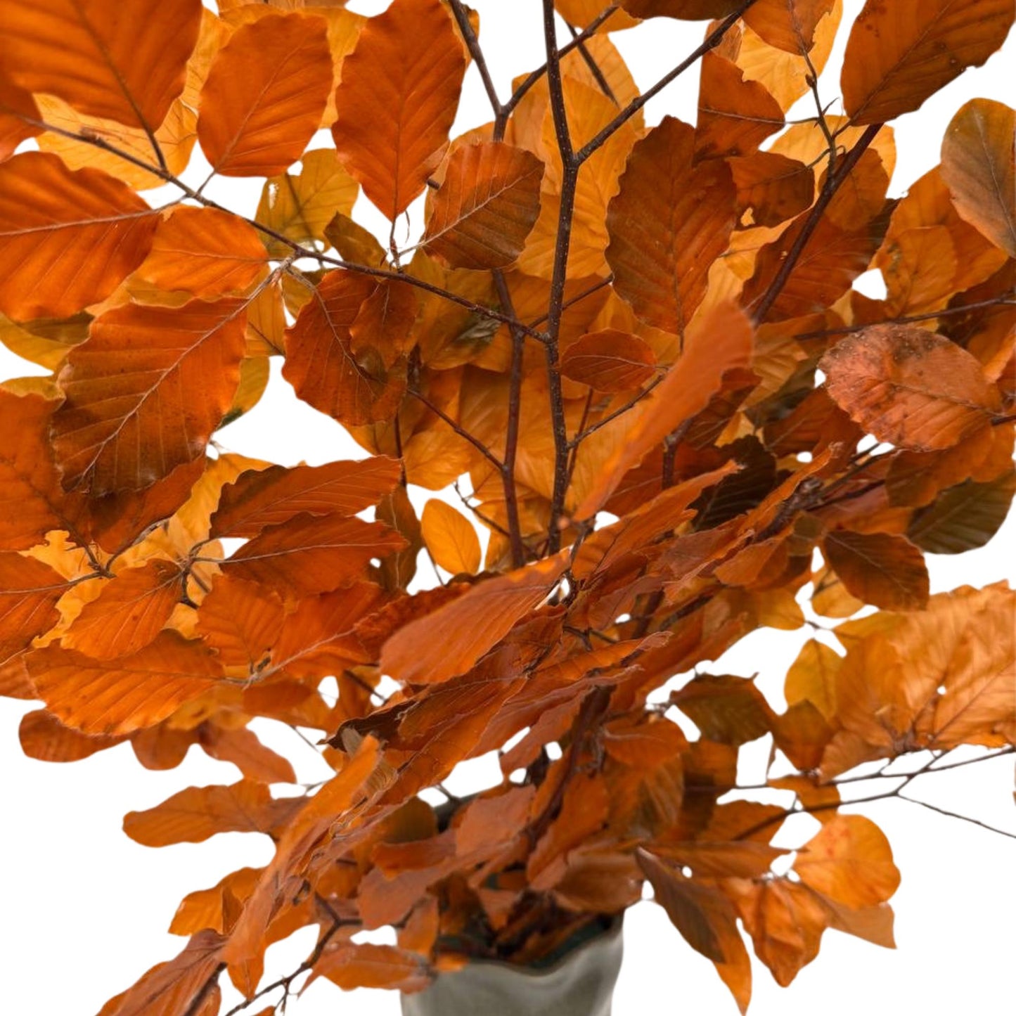 Orange Beech — Stabilized