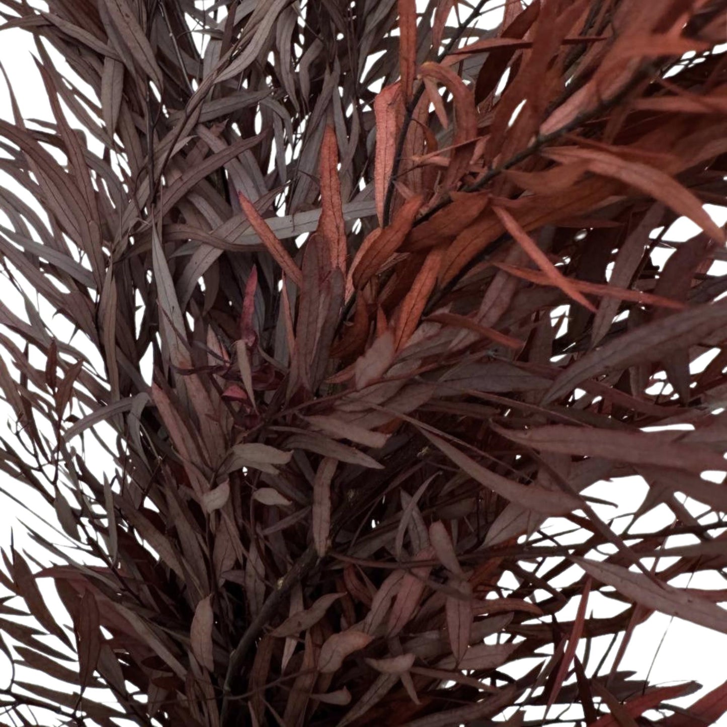 Red Nichol's Gum — Preserved