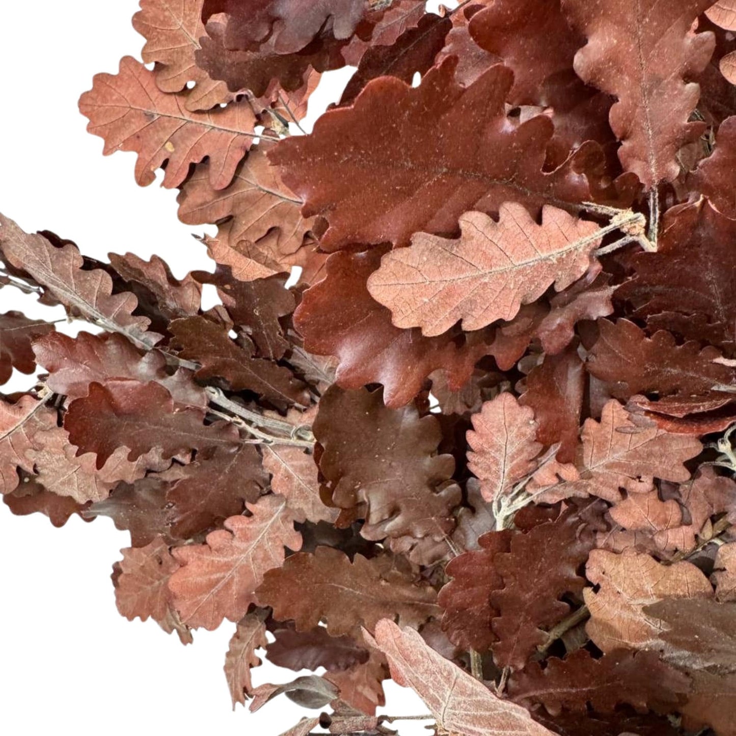 Burgundy Oak — Stabilized