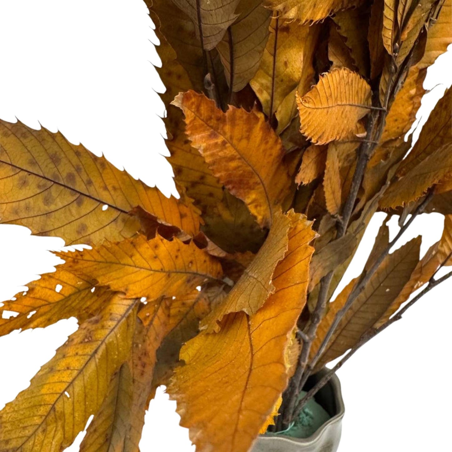 Yellow Chestnut — Stabilized