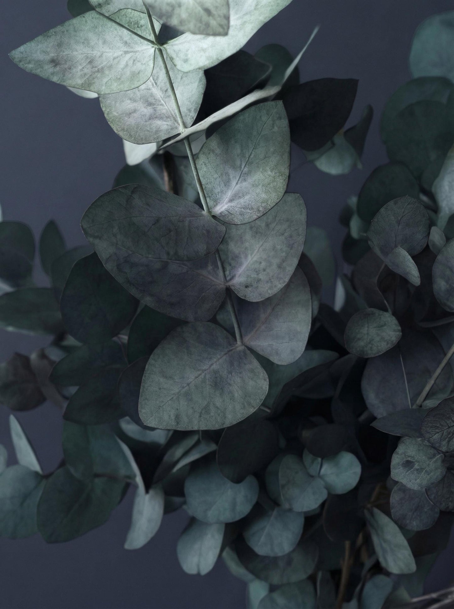 Eucalyptus Cinerea Blue — Preserved