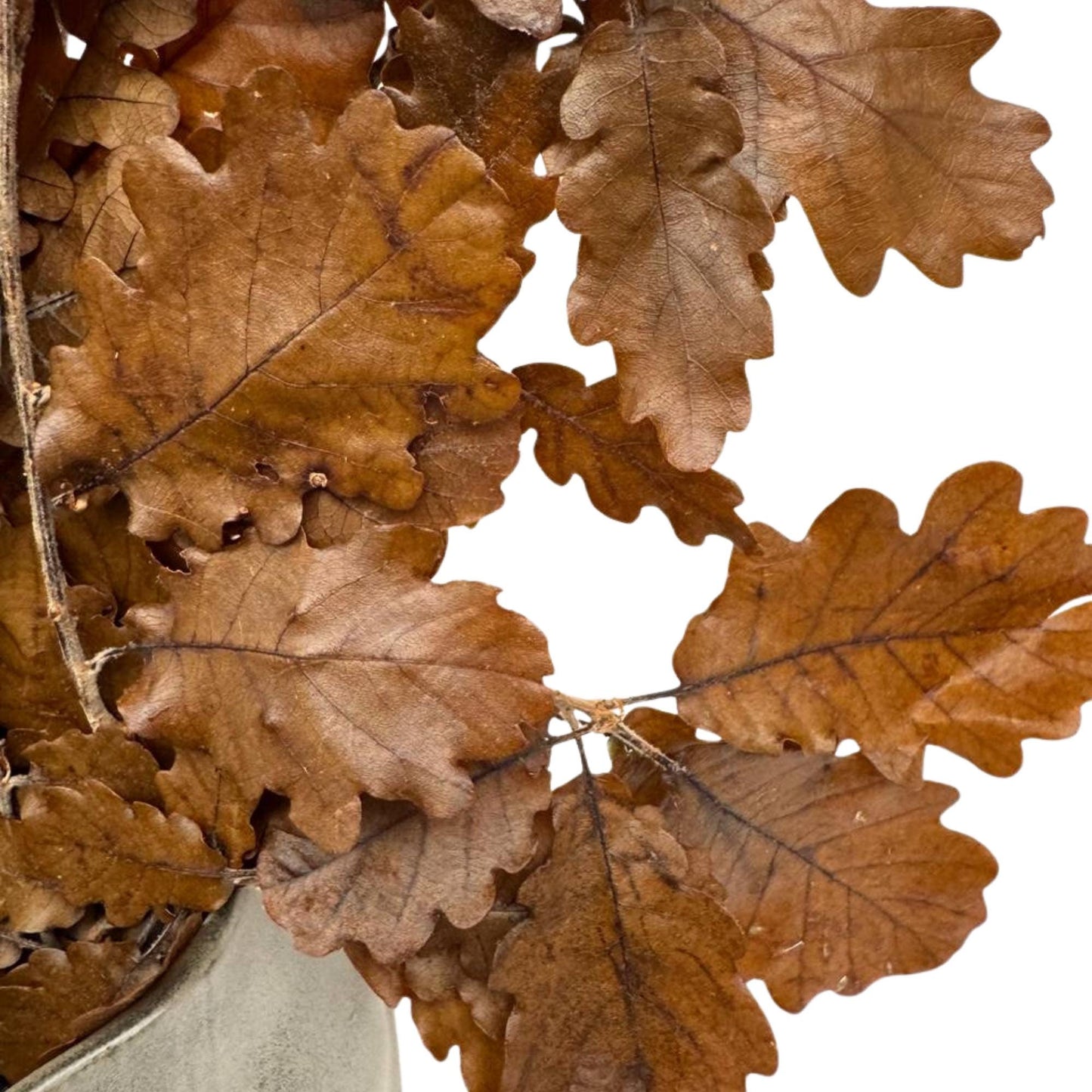 Brown Oak — Stabilized