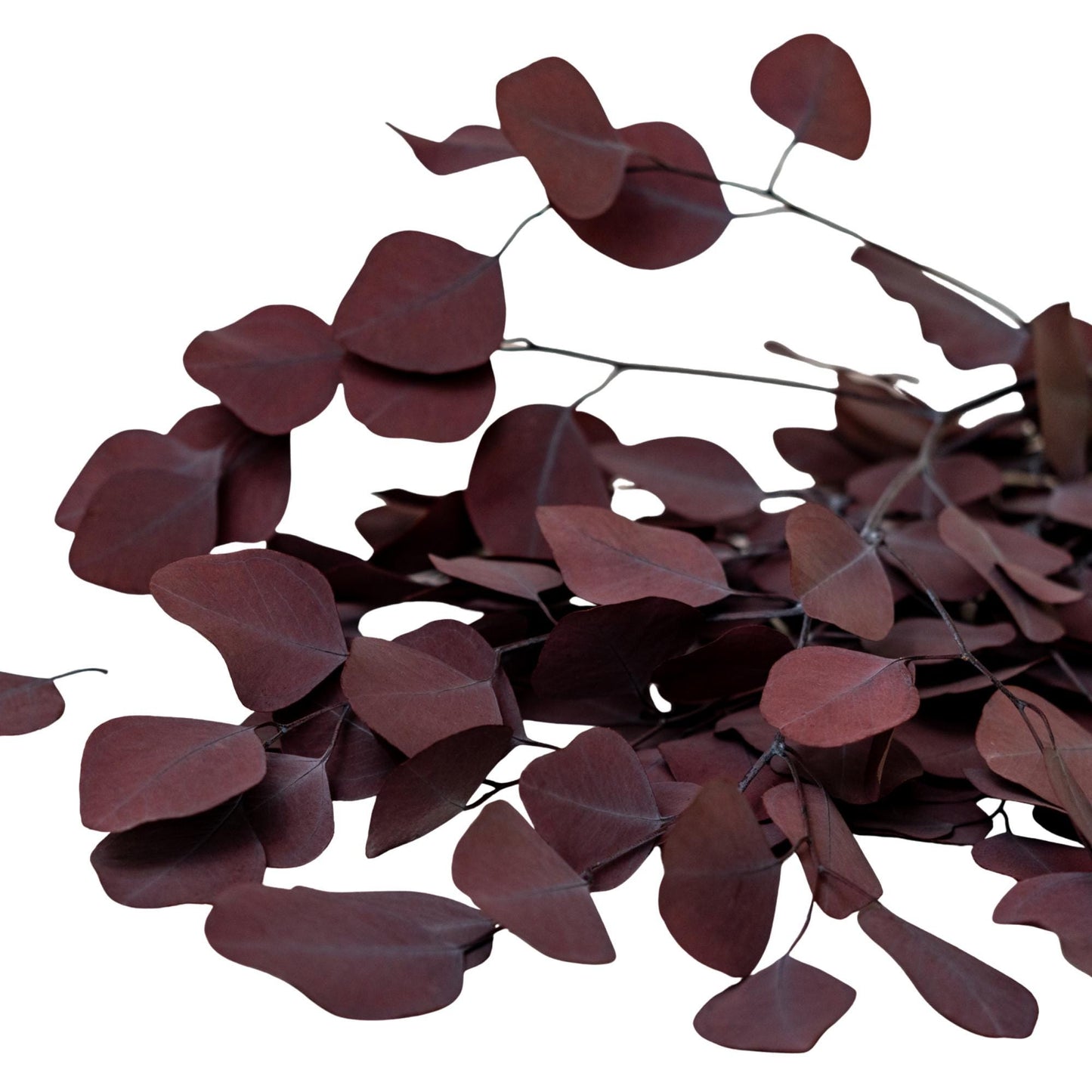 Eucalyptus Populus Red — Preserved