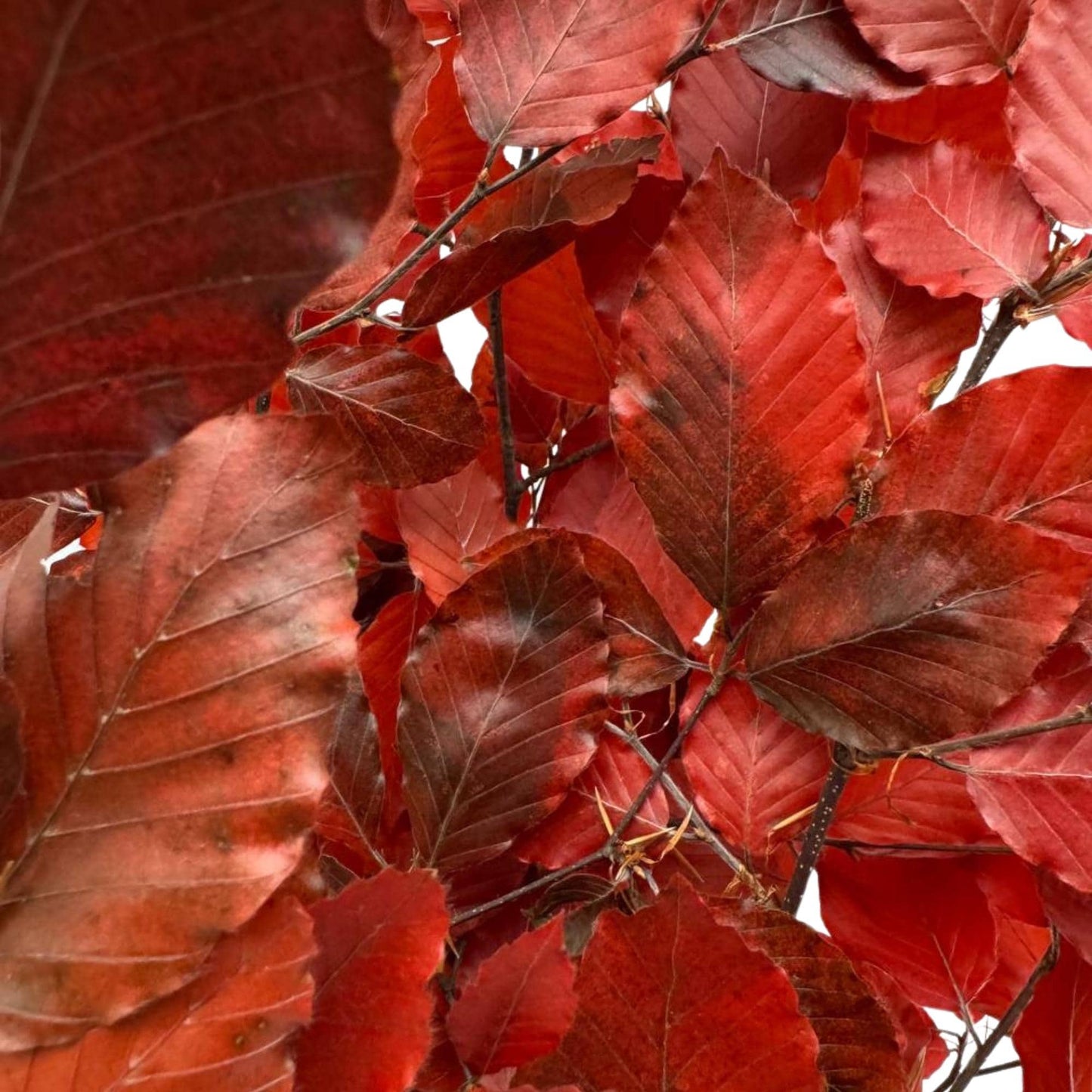 Red Beech — Stabilized