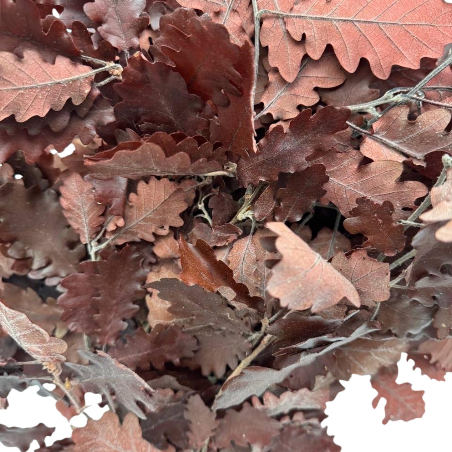 Burgundy Oak — Stabilized