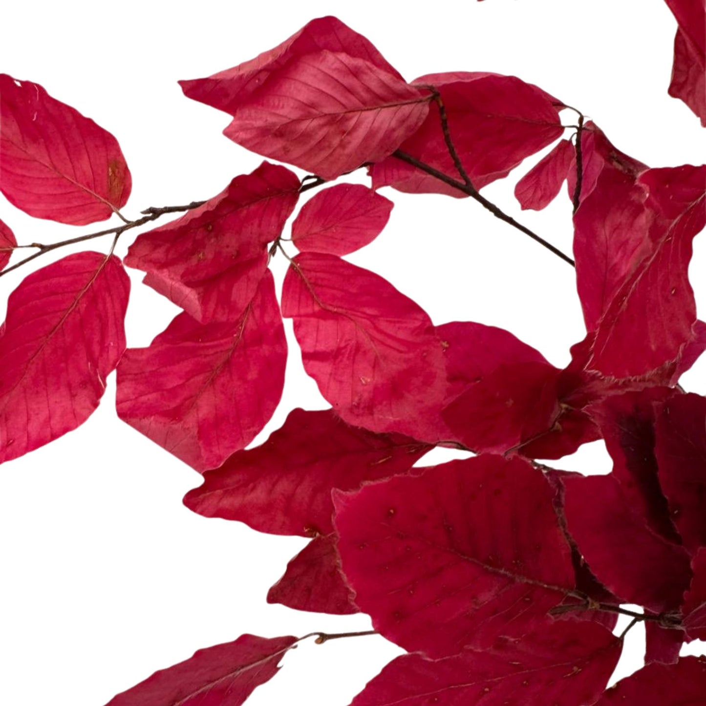 Lilac Beech — Preserved