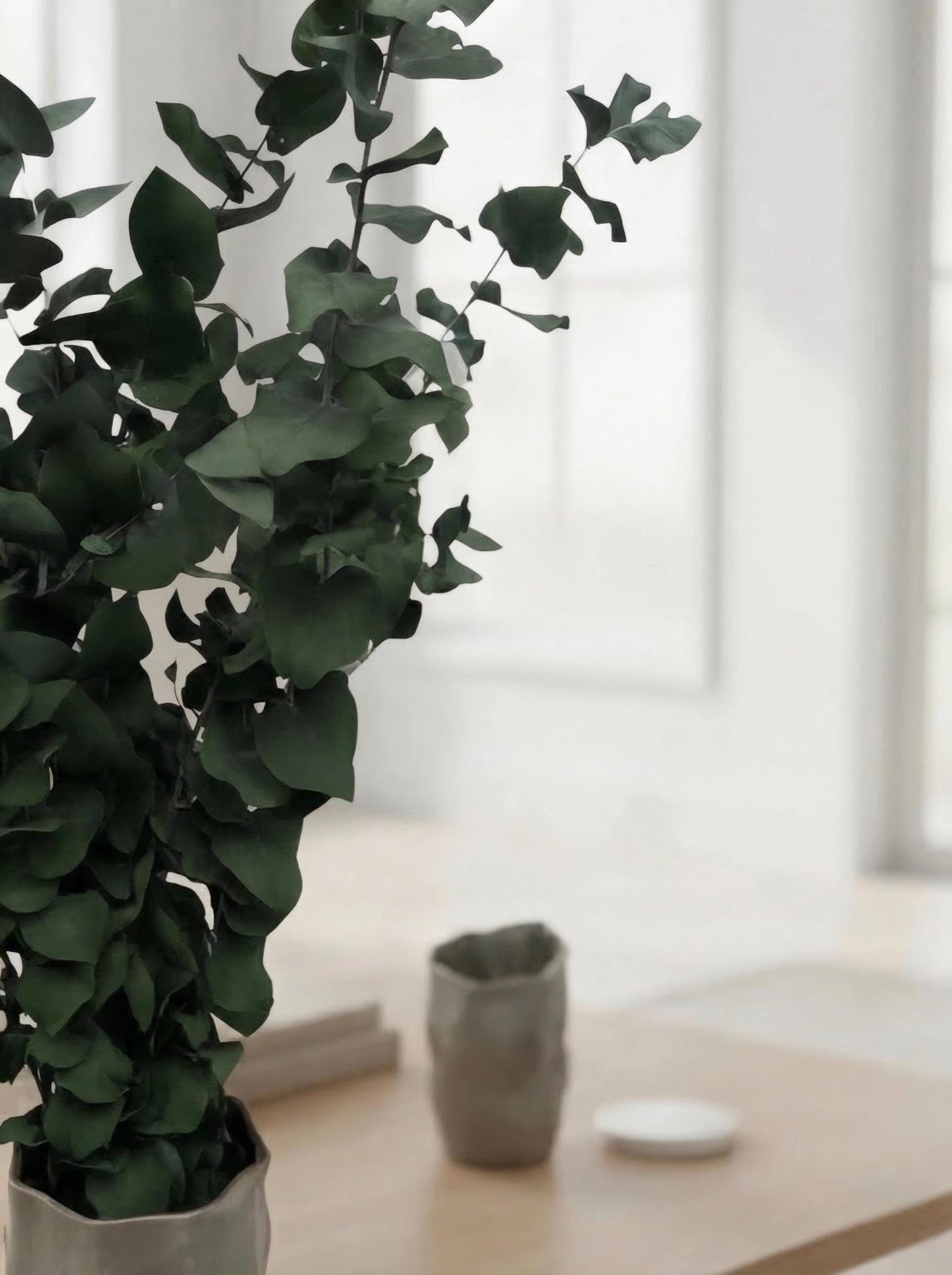 Stuartiana Eucalyptus Green — Preserved