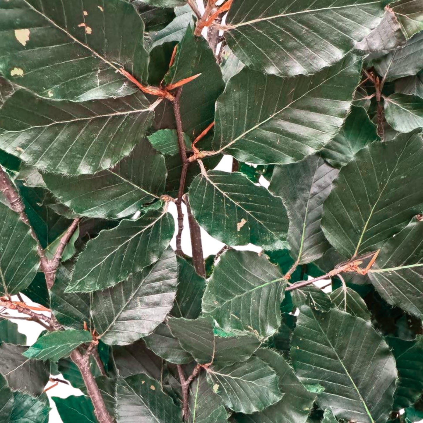 Green Beech — Preserved