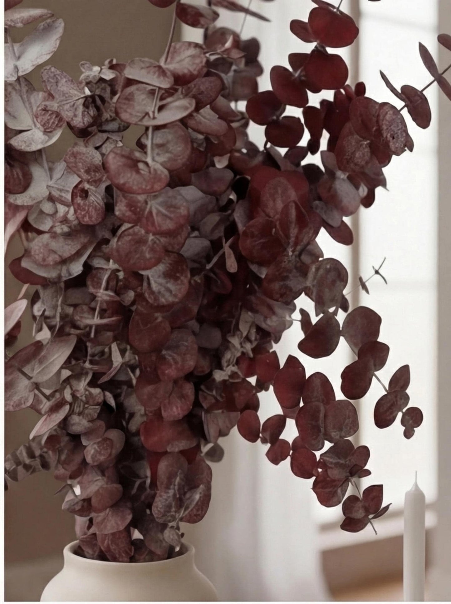 Red Cinerea Eucalyptus — Preserved
