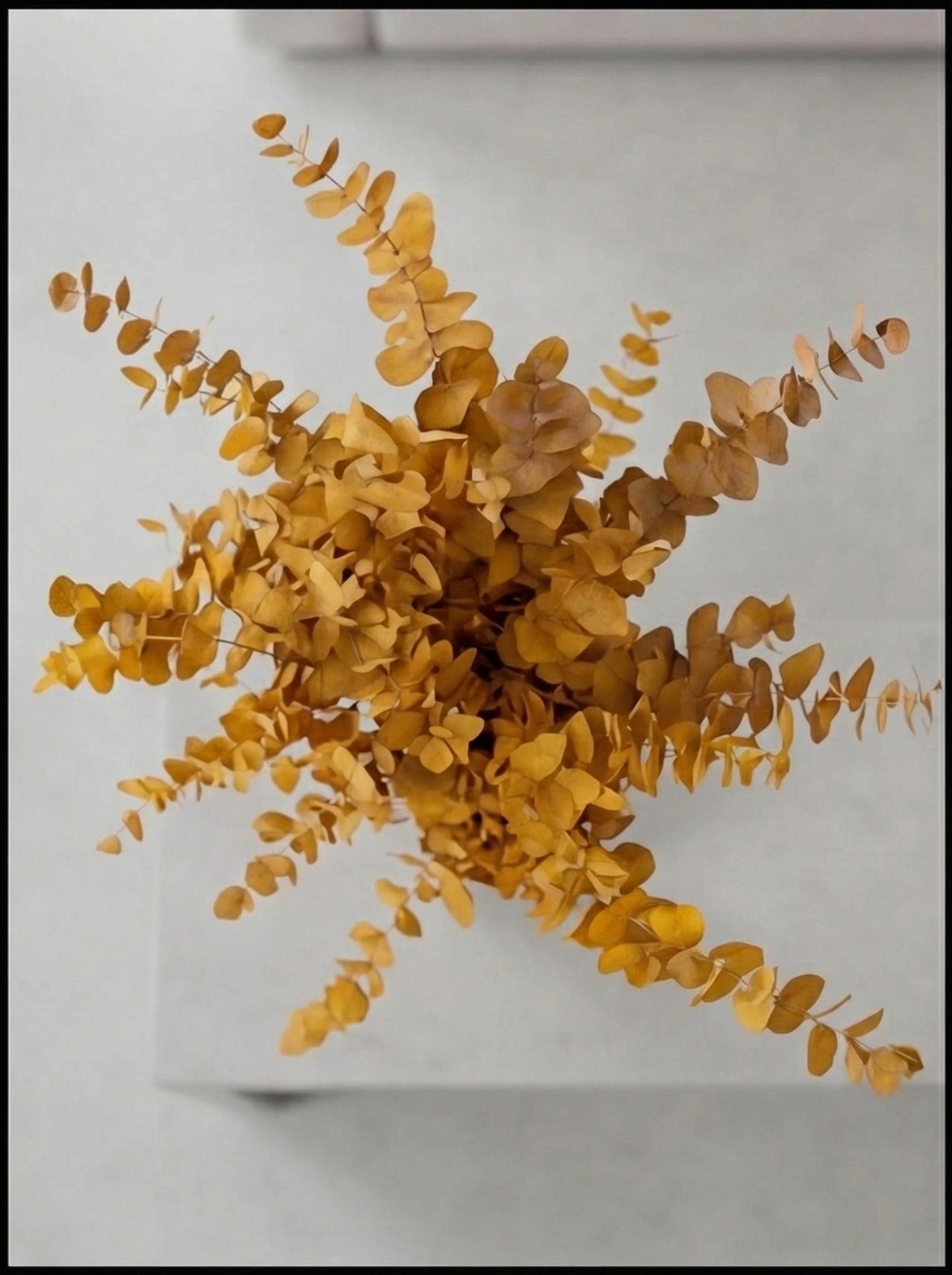 Yellow Stuartiana Eucalyptus — Preserved