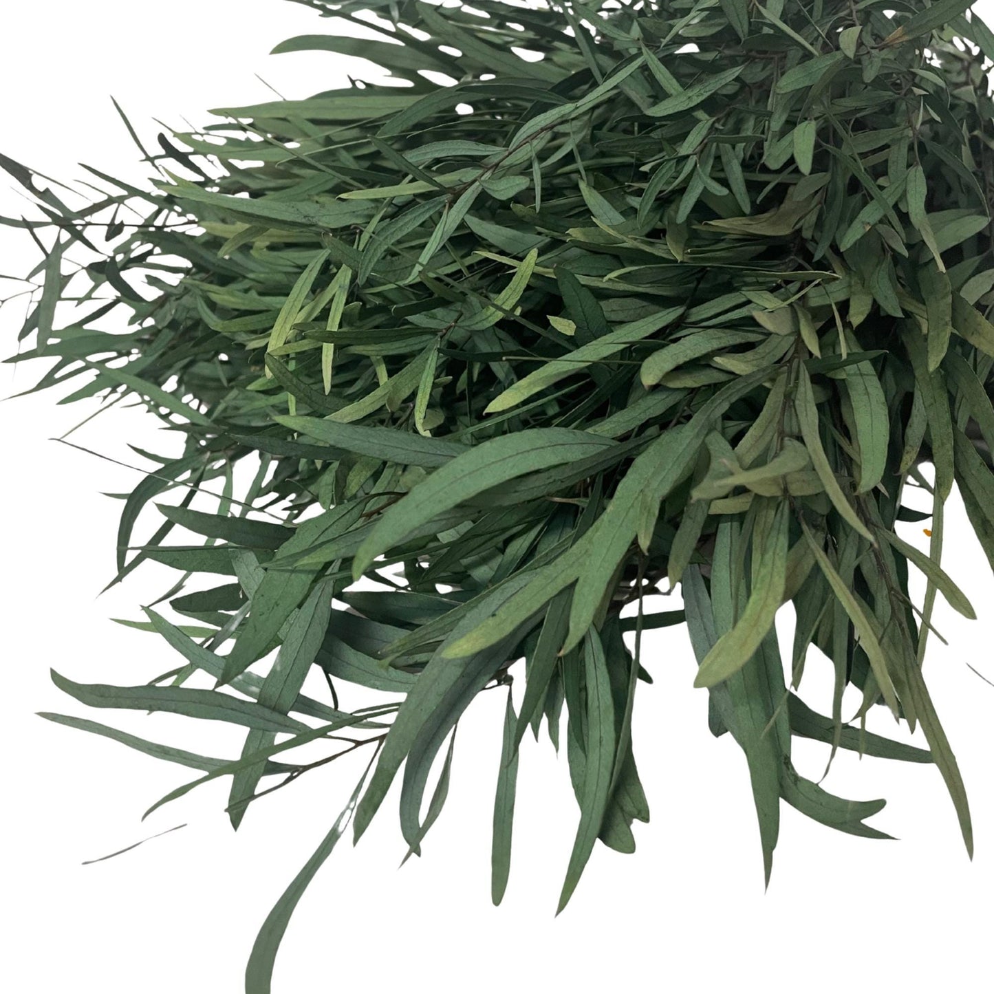 Eucalyptus Nicholii Green — Preserved