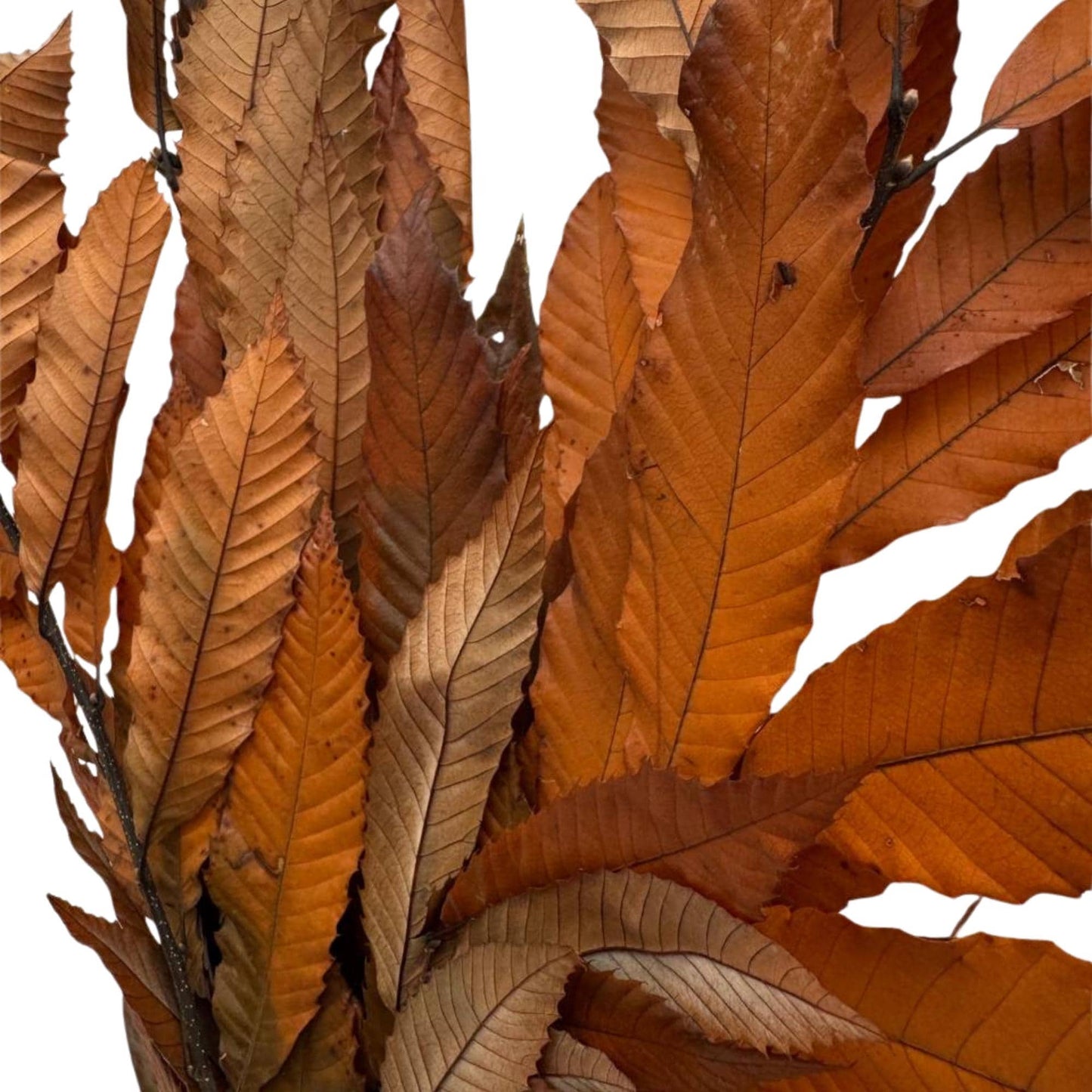 Castagno Arancione — Stabilizzata