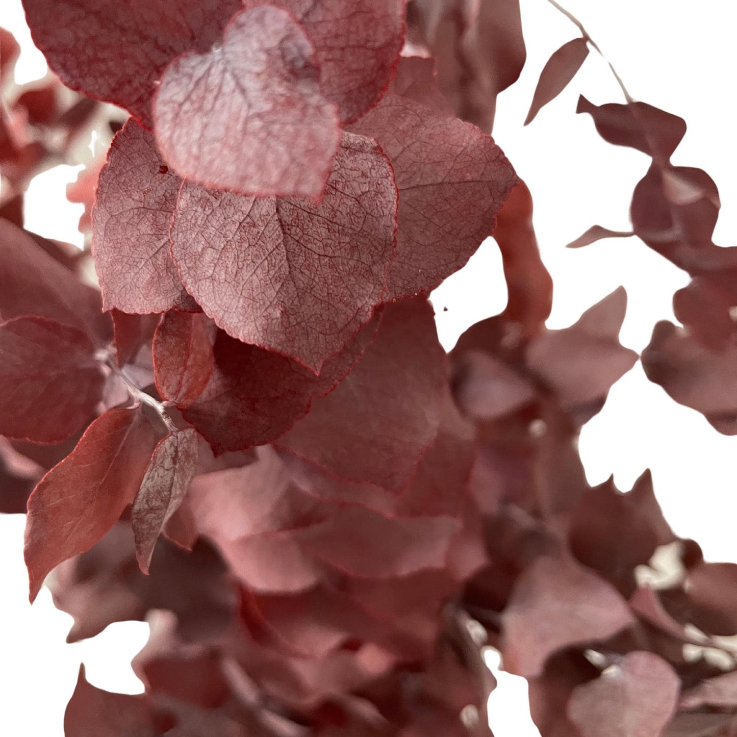 Stuartiana Eucalyptus Bordeaux — Preserved