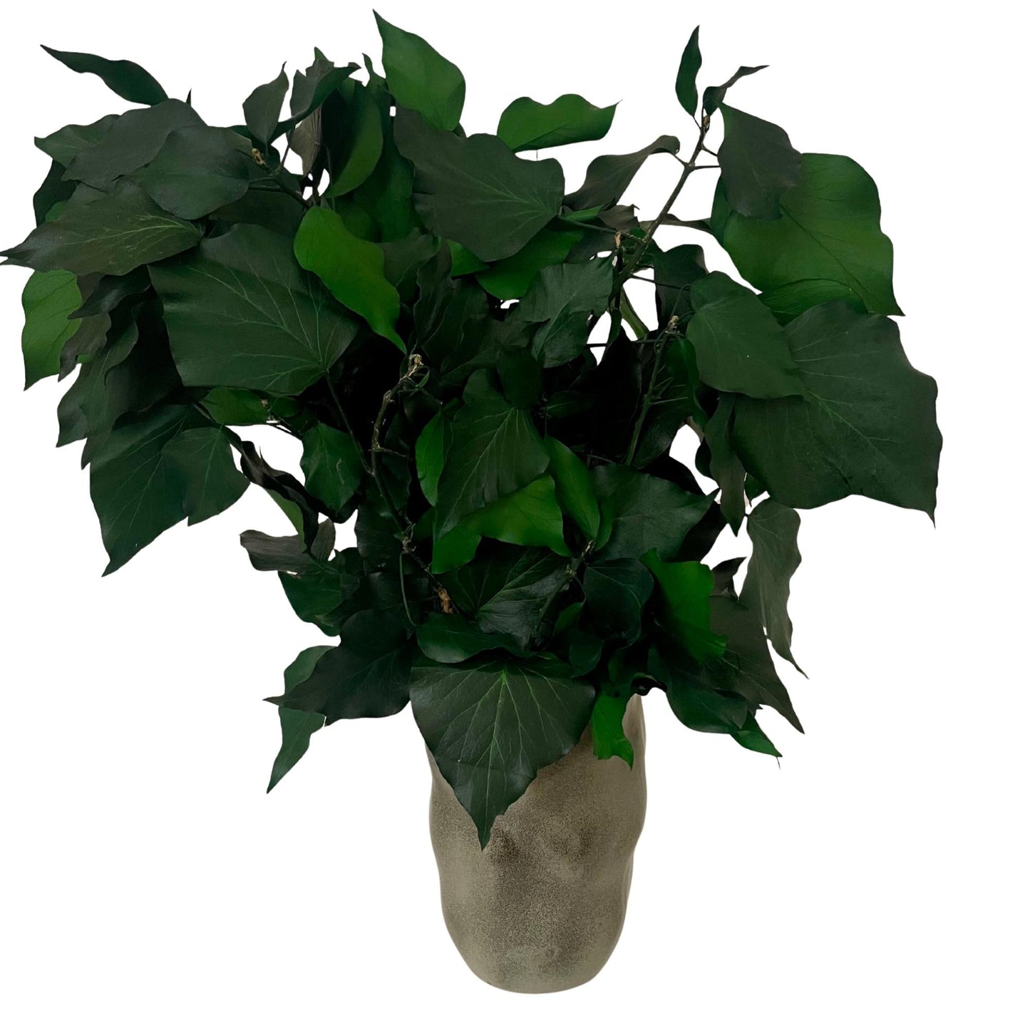 Green Ivy — Preserved