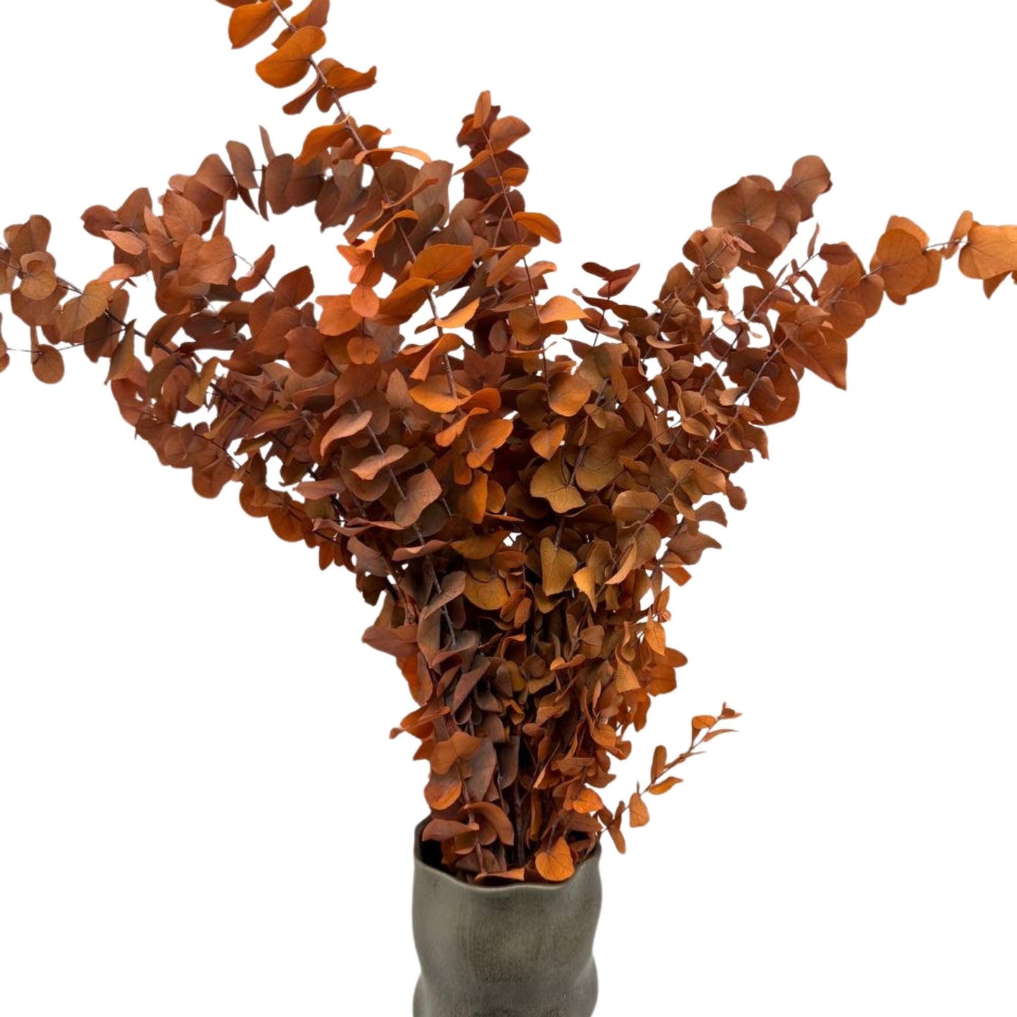 Orange Stuartiana Eucalyptus — Preserved