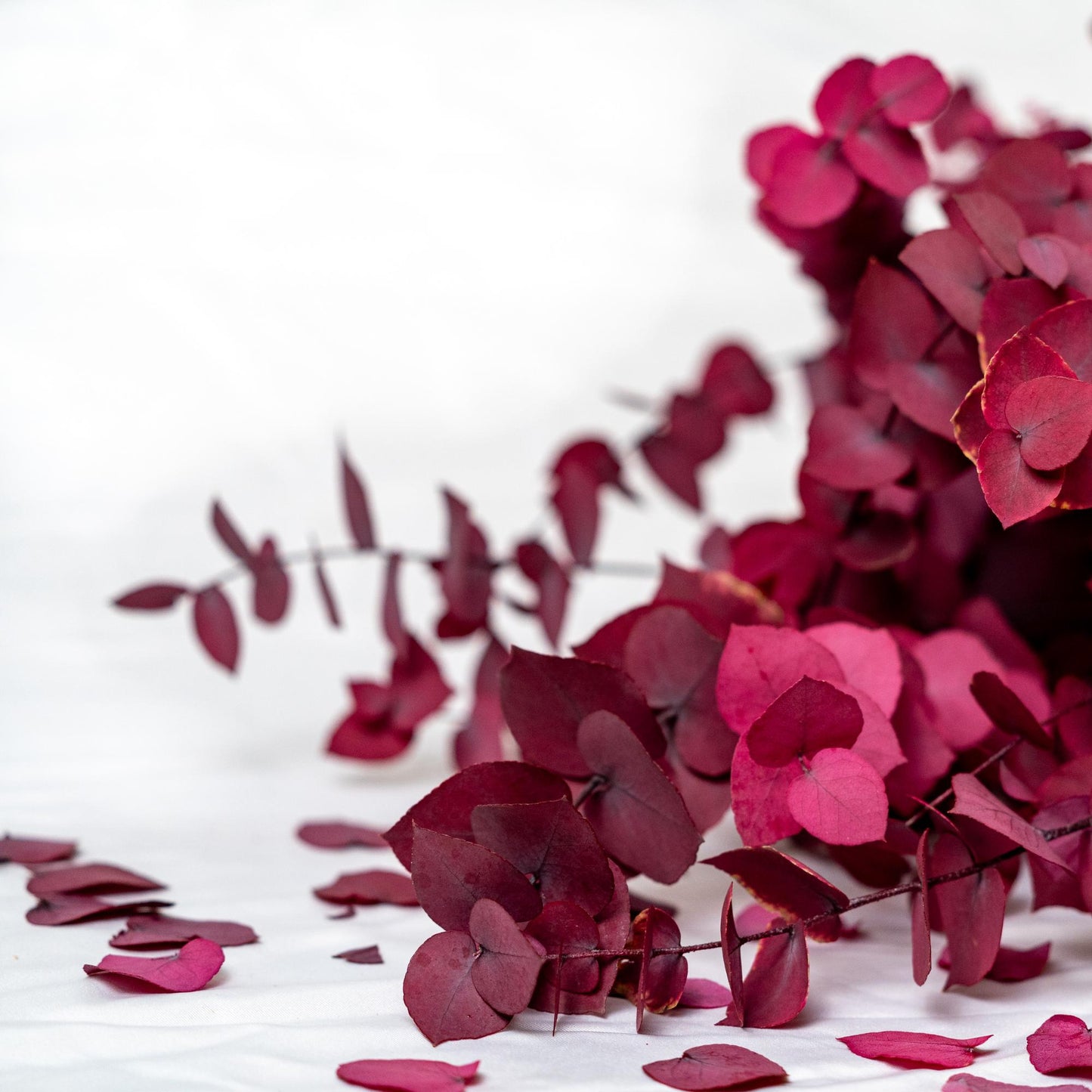 Stuartiana Eucalyptus Lilac — Preserved