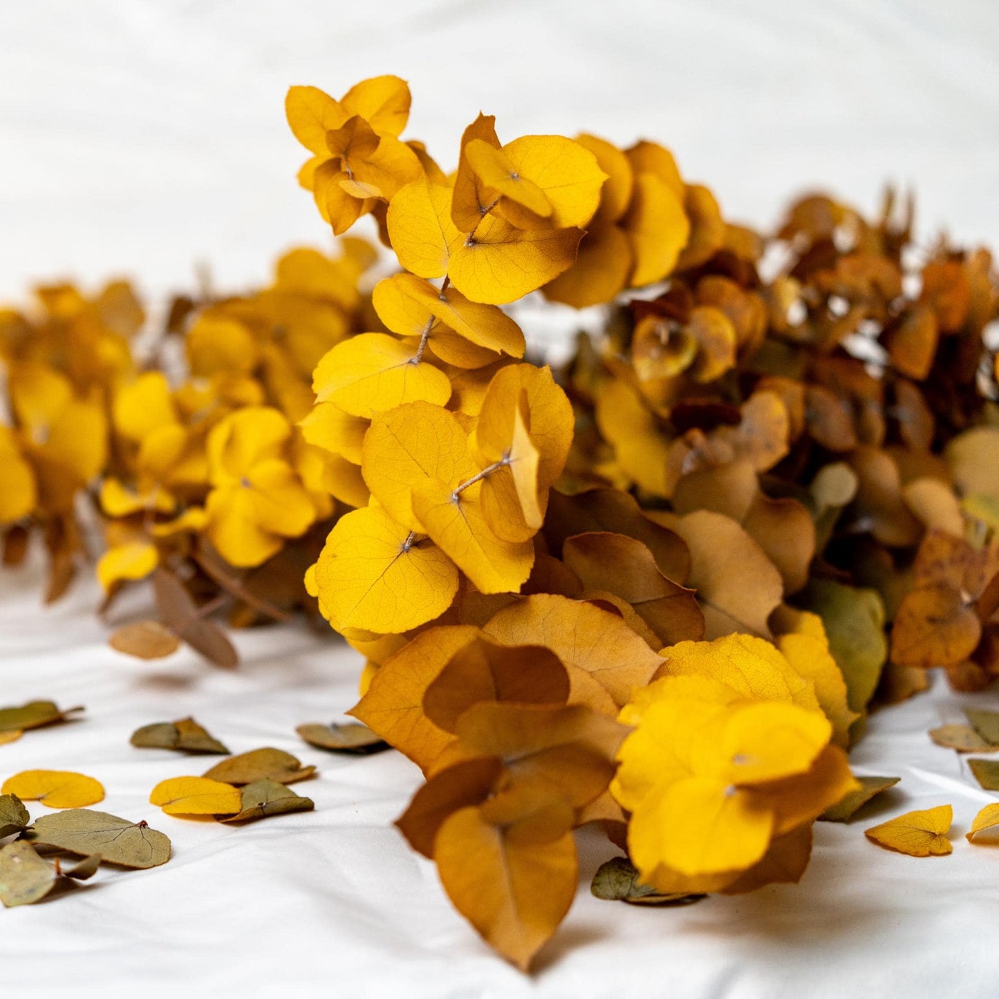 Yellow Stuartiana Eucalyptus — Preserved