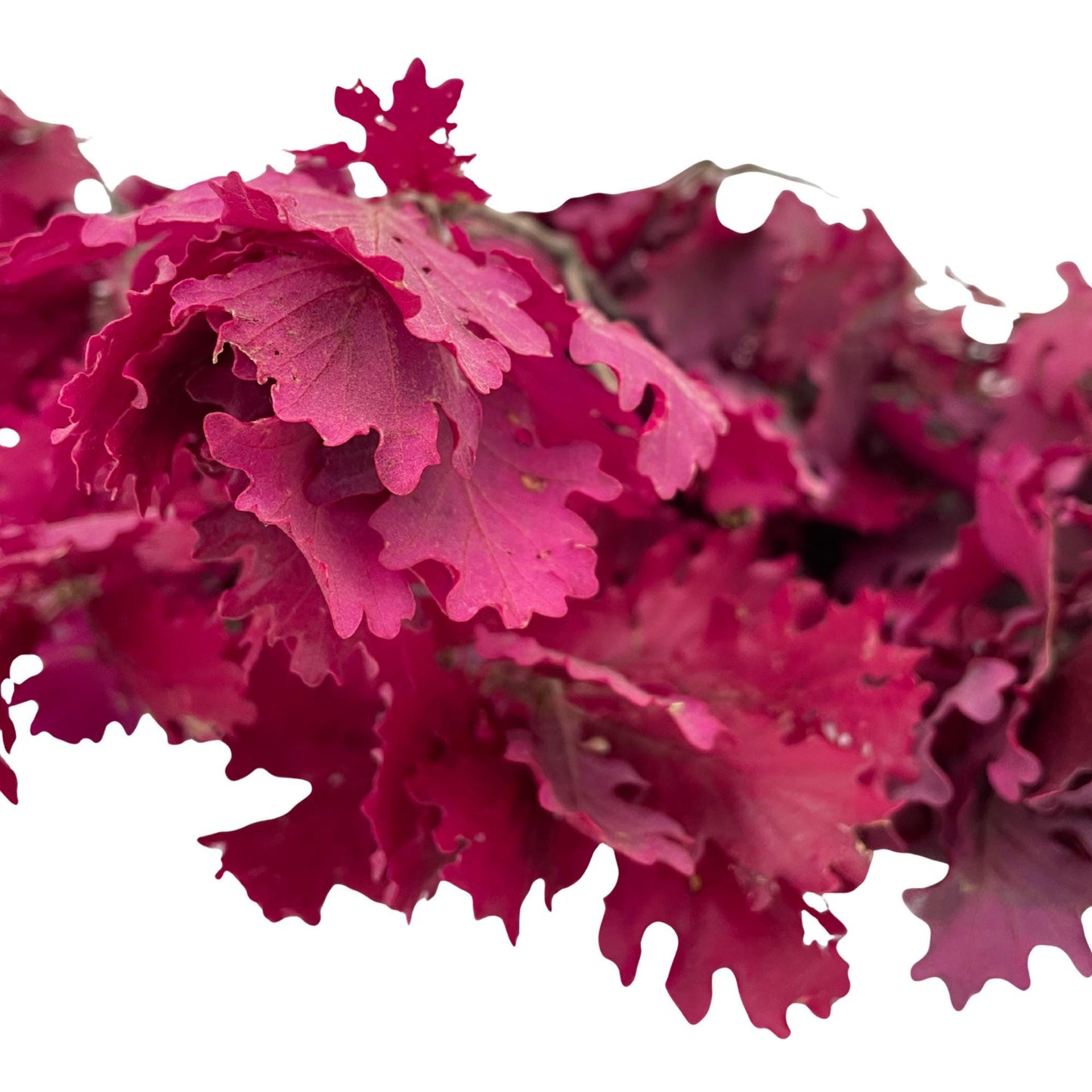 Lilac Oak — Preserved