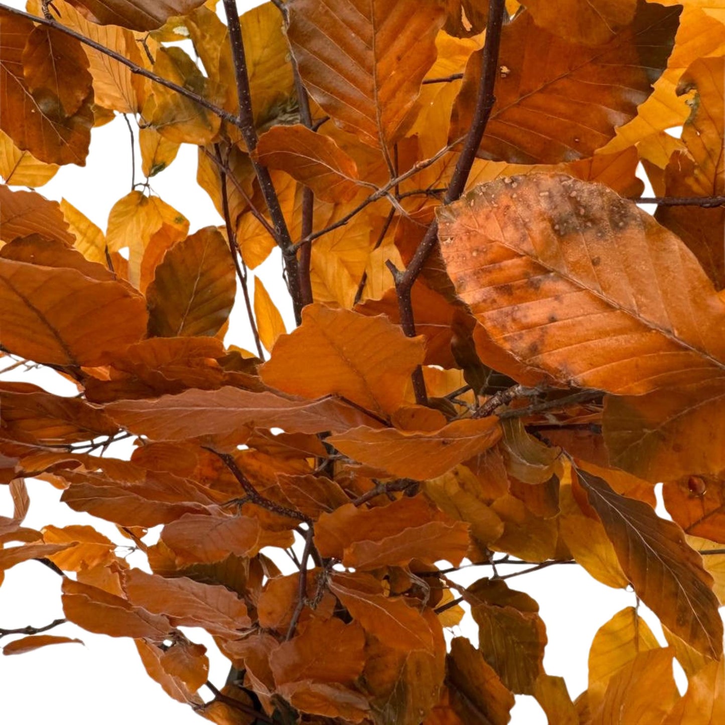Orange Beech — Stabilized