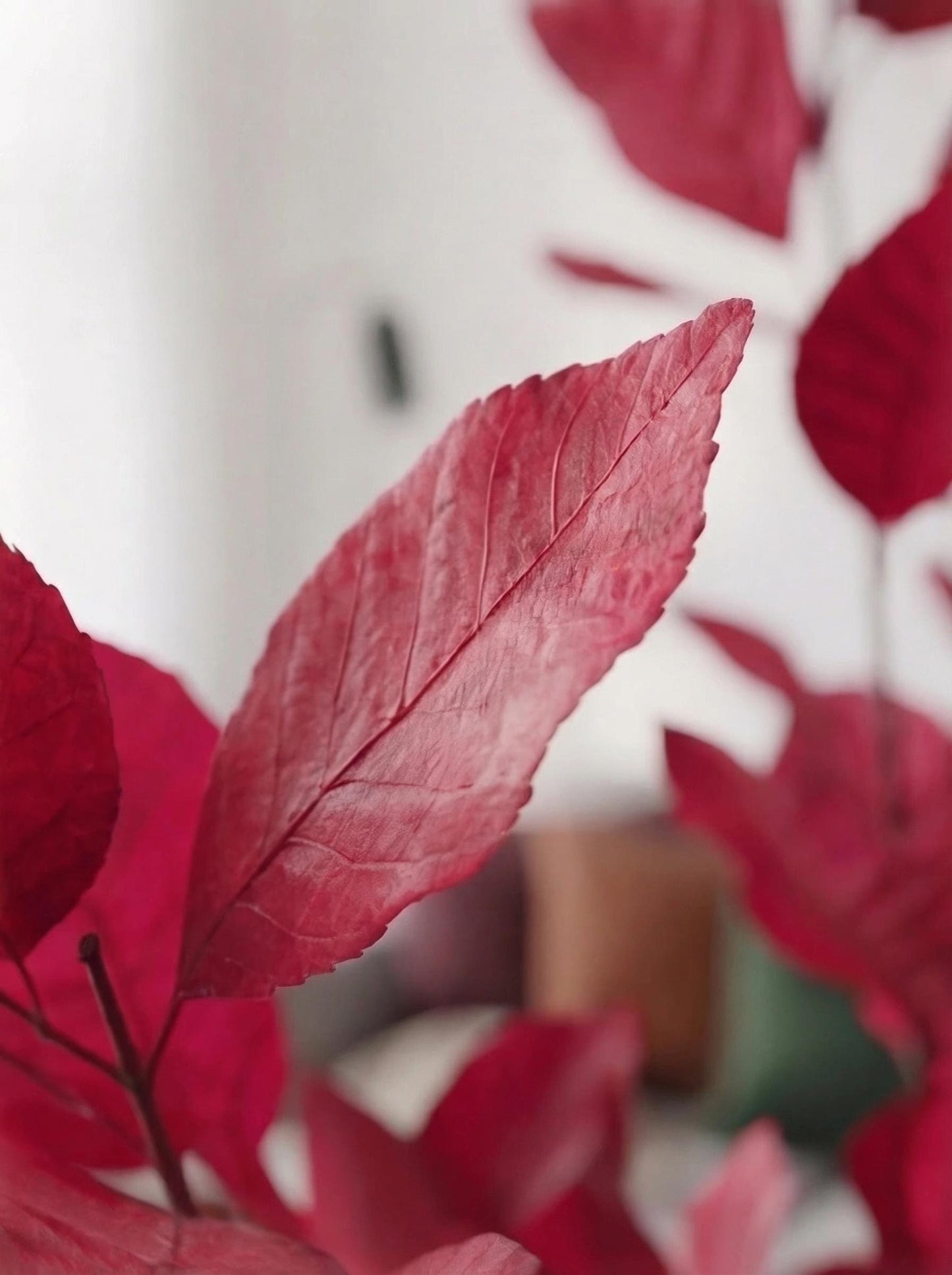 Lilac Beech — Preserved