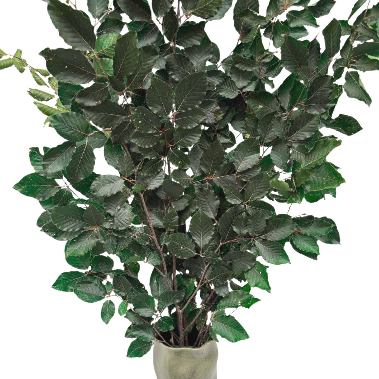 Green Beech — Preserved