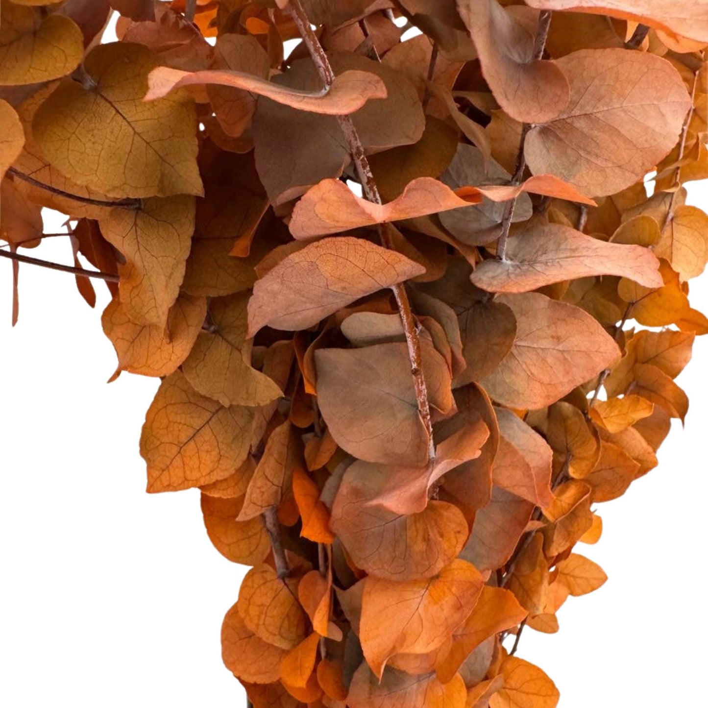 Orange Stuartiana Eucalyptus — Preserved