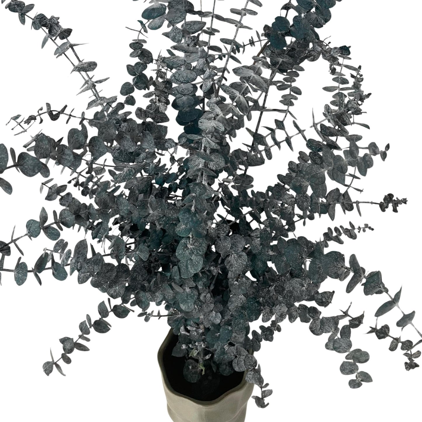 Eucalyptus Baby Blue — Preserved