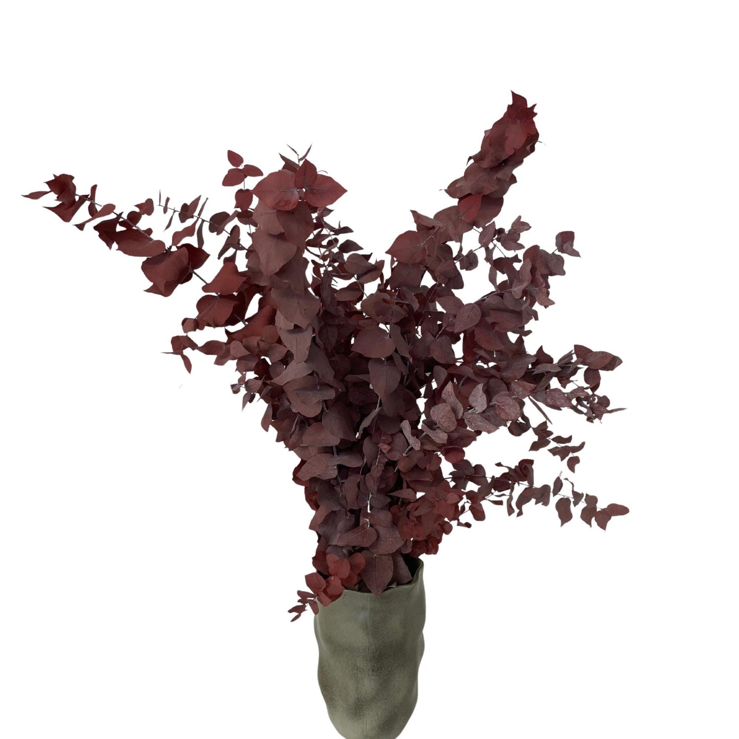 Stuartiana Eucalyptus Bordeaux — Preserved