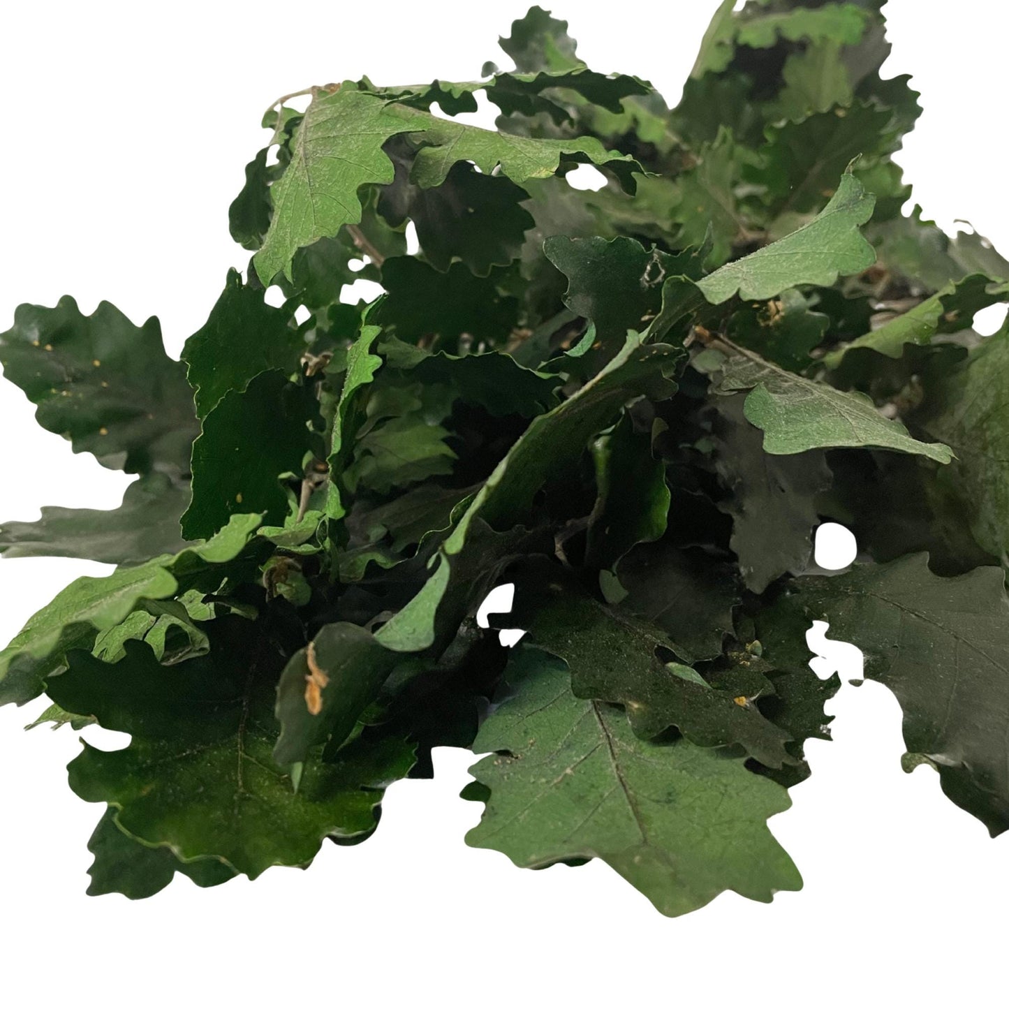 Green Oak — Preserved