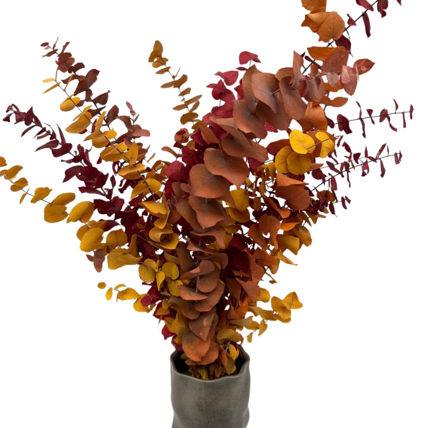 Eucalyptus Stuartiana Autumn — Preserved