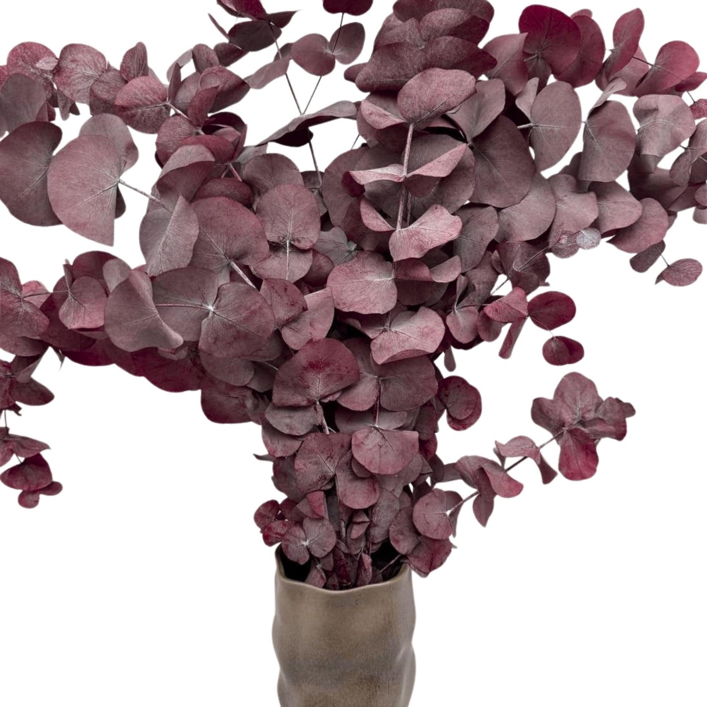 Red Cinerea Eucalyptus — Preserved