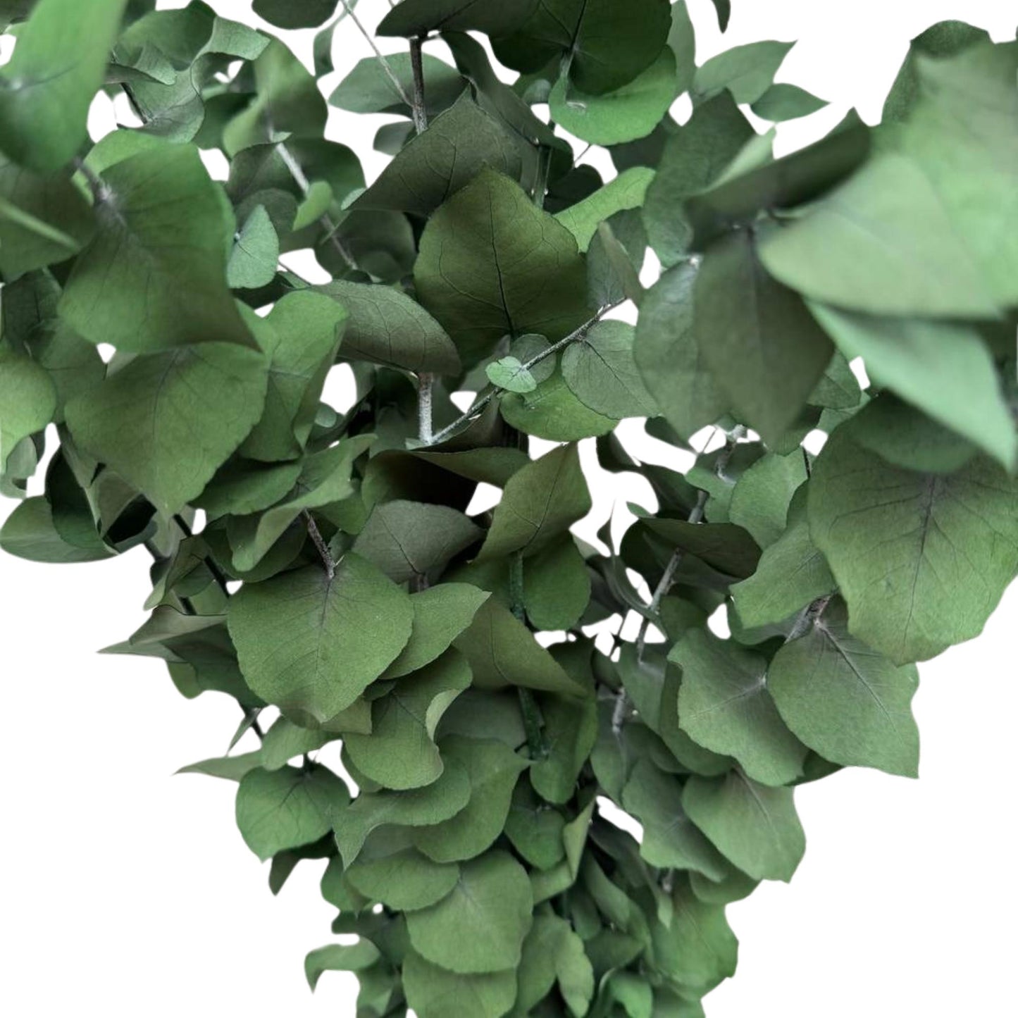 Stuartiana Eucalyptus Green — Preserved